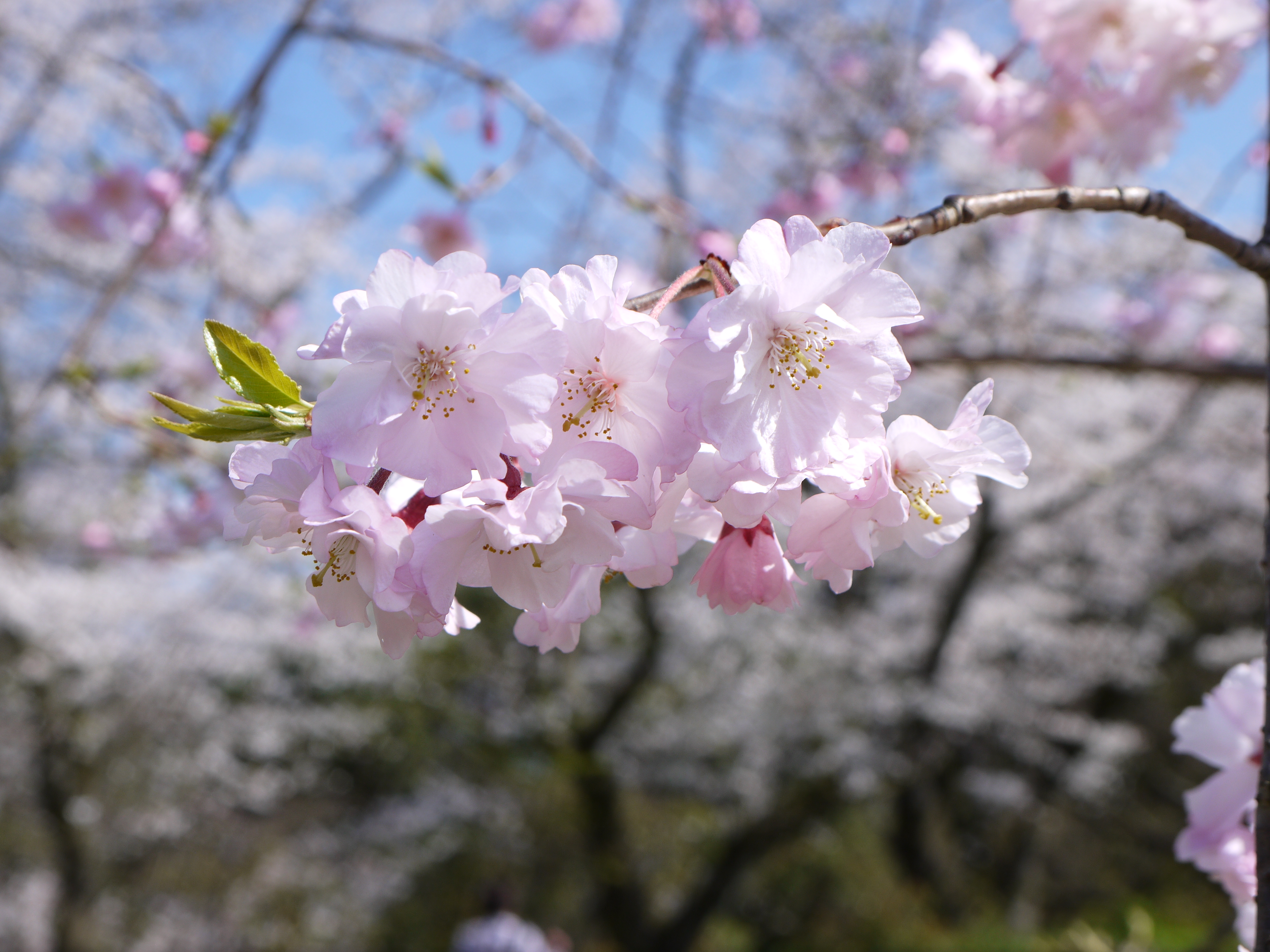 朝陽を浴びた桜