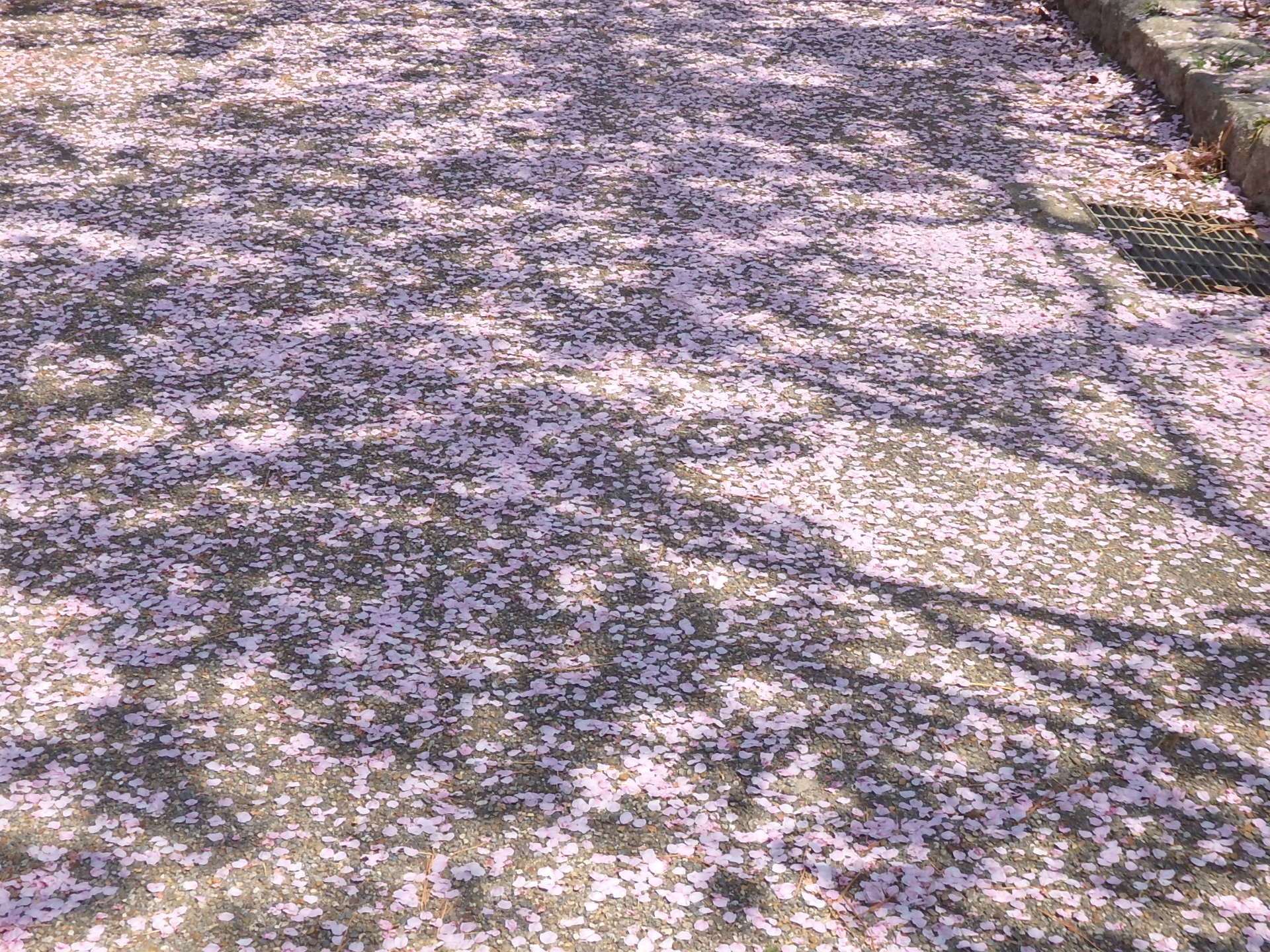 華散る