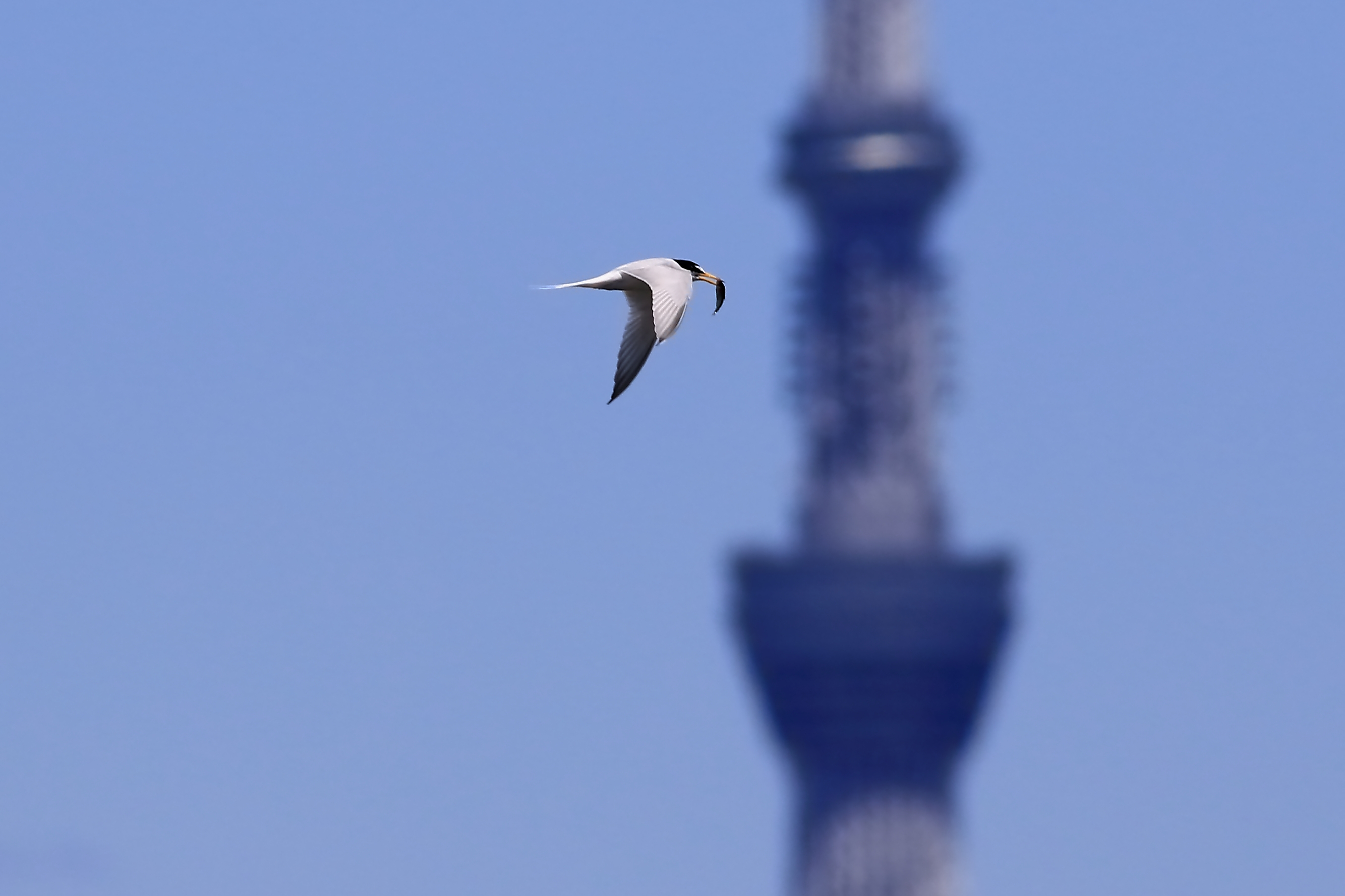 スカイツリーに向かう