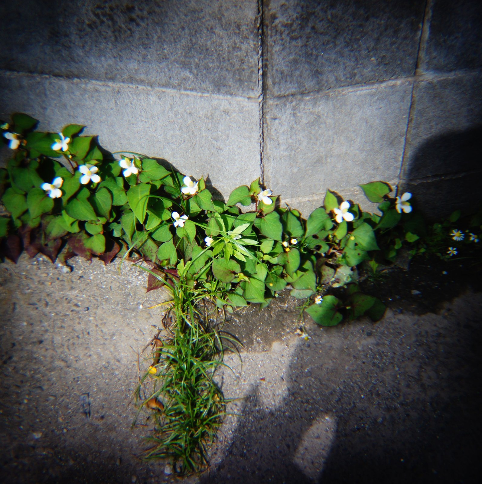 日常20180523_4