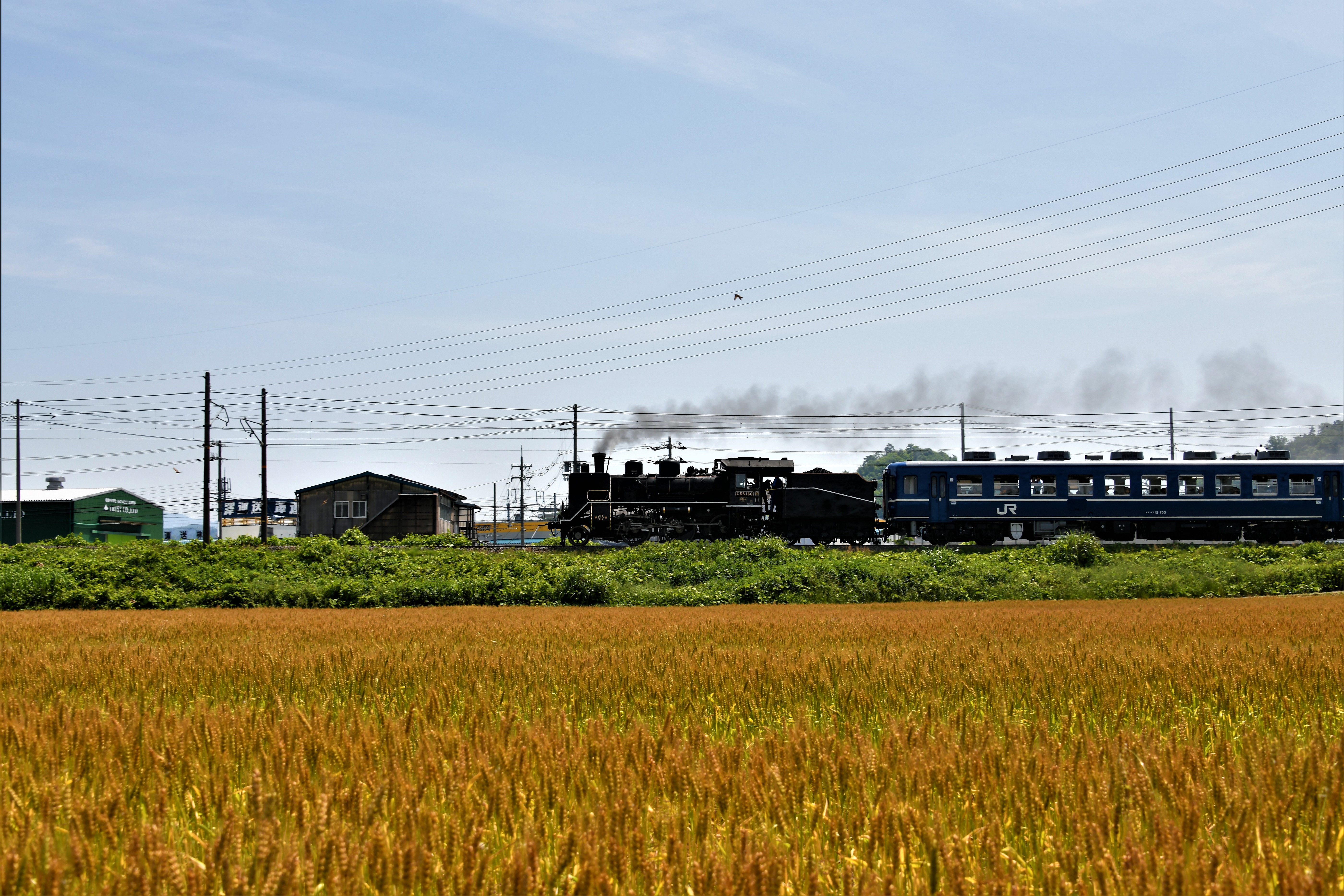 麦走!C56!