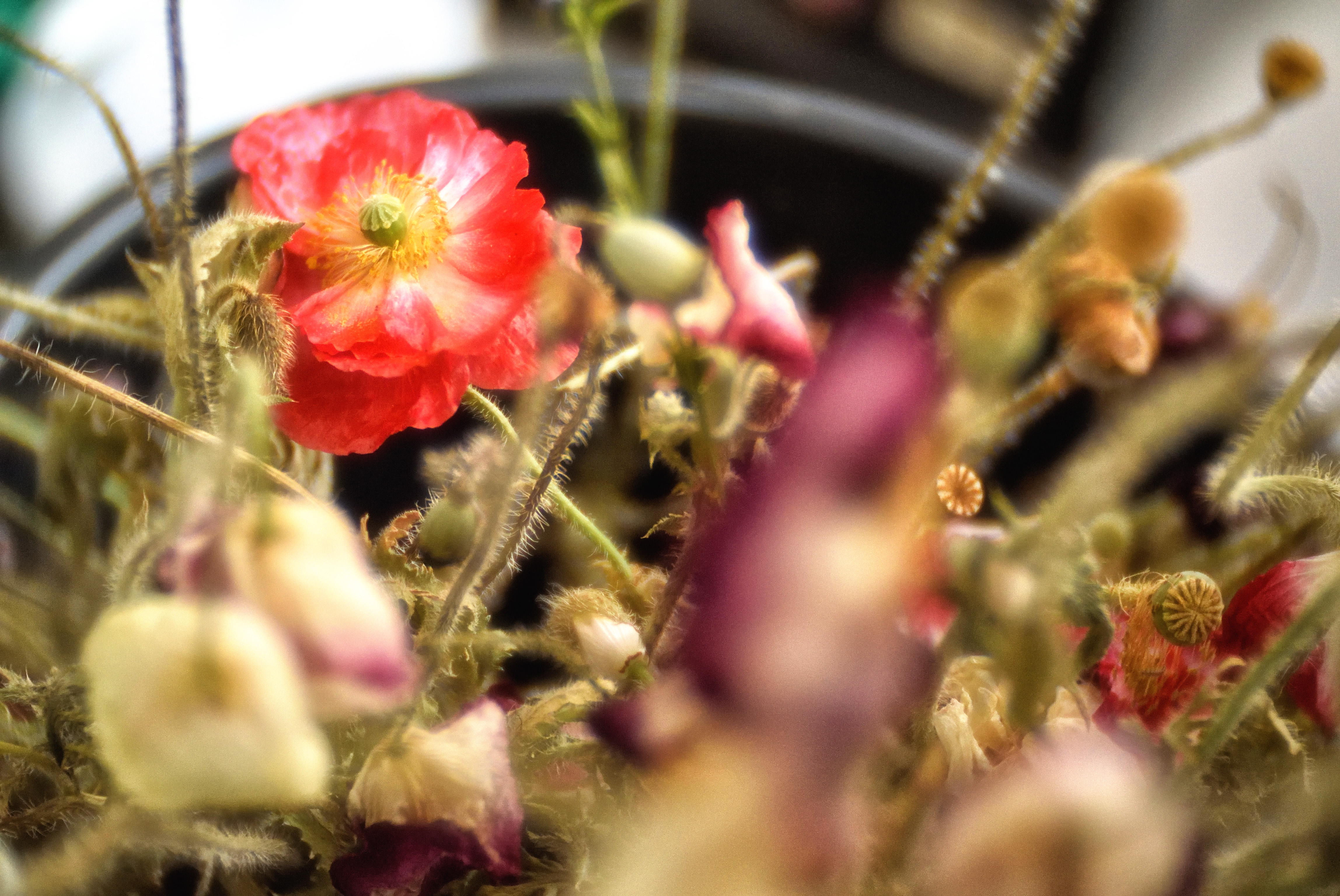 周りの花を見送るかのように虞美人草。