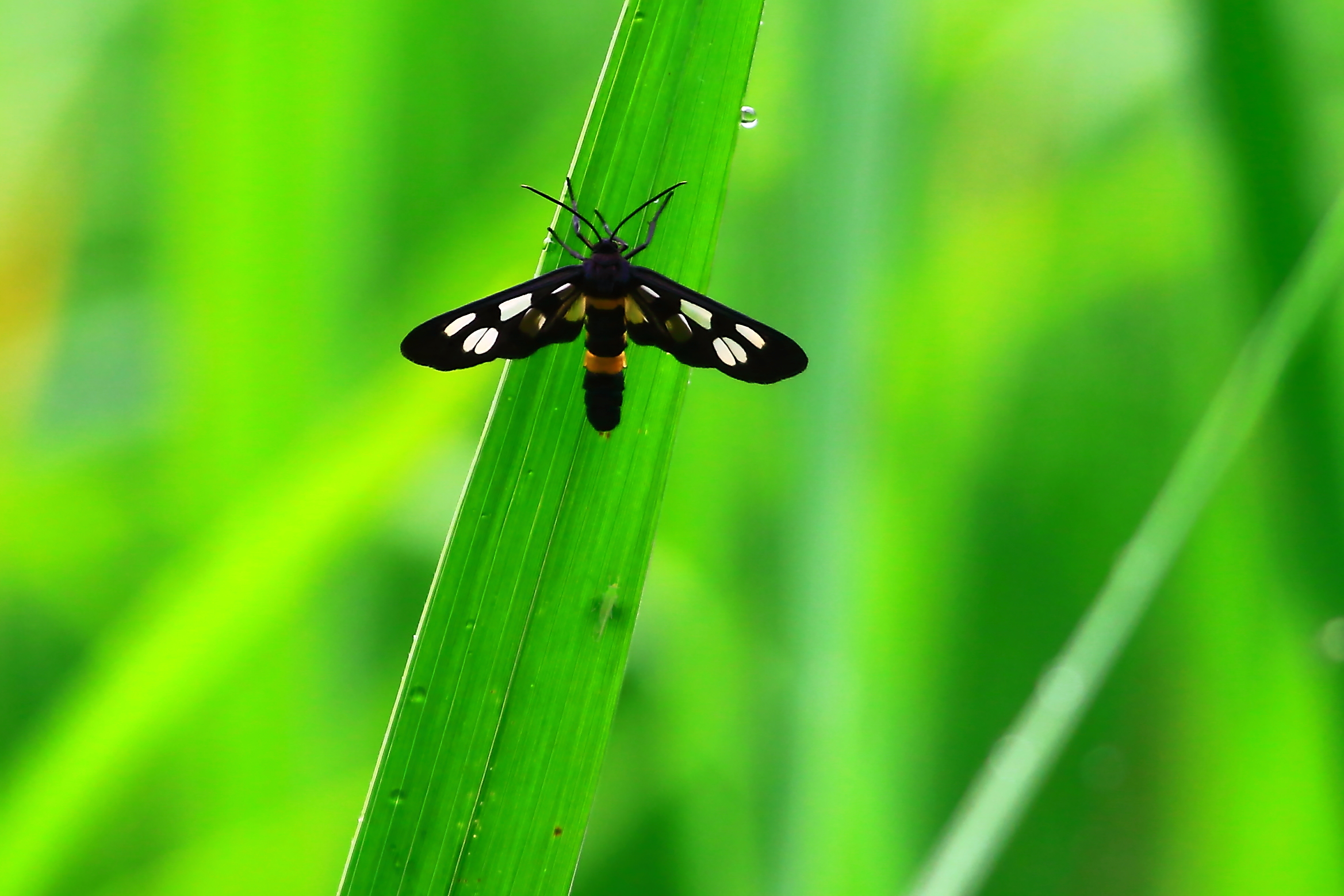 朝露に可憐なカノコガ