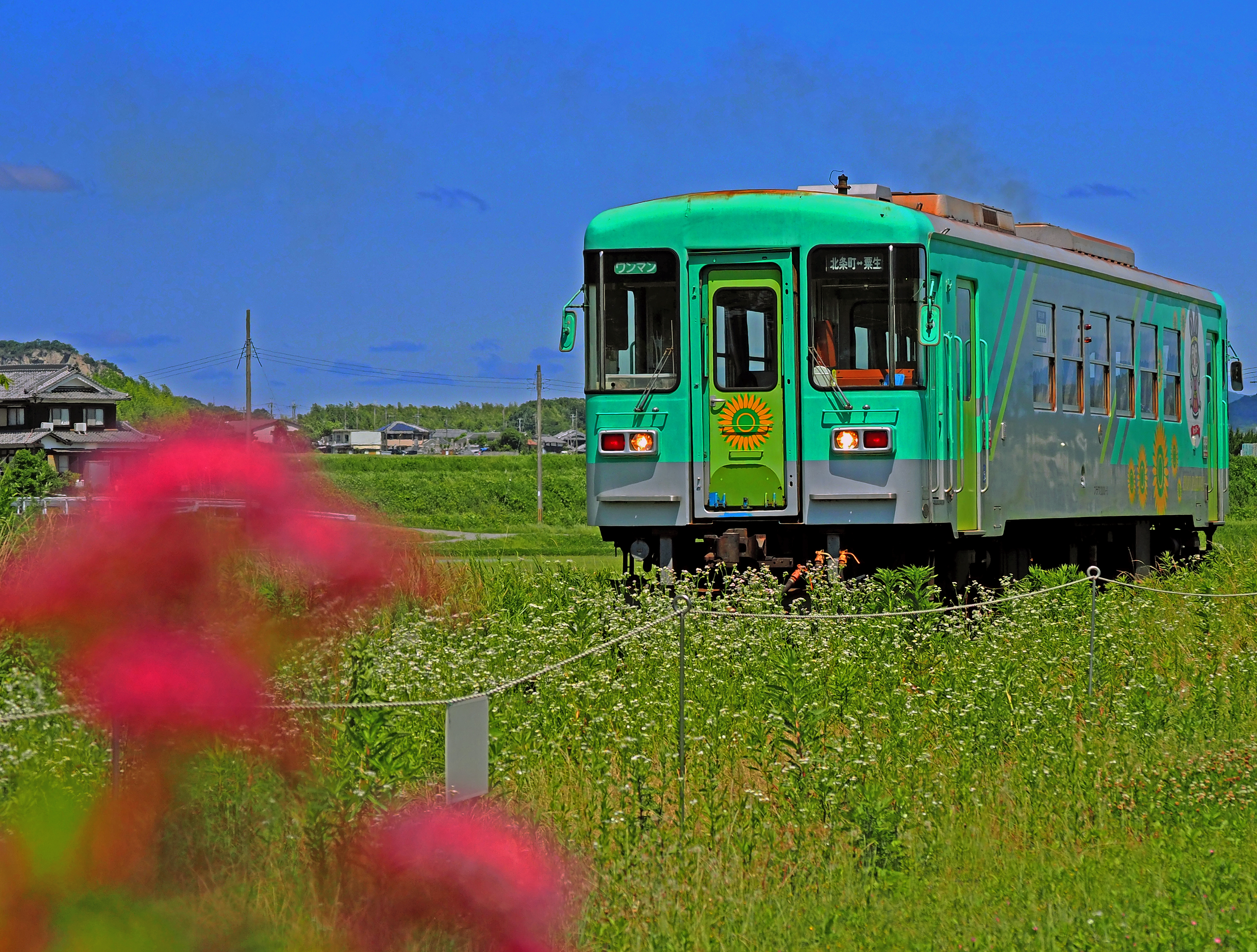フラワ2000-3号