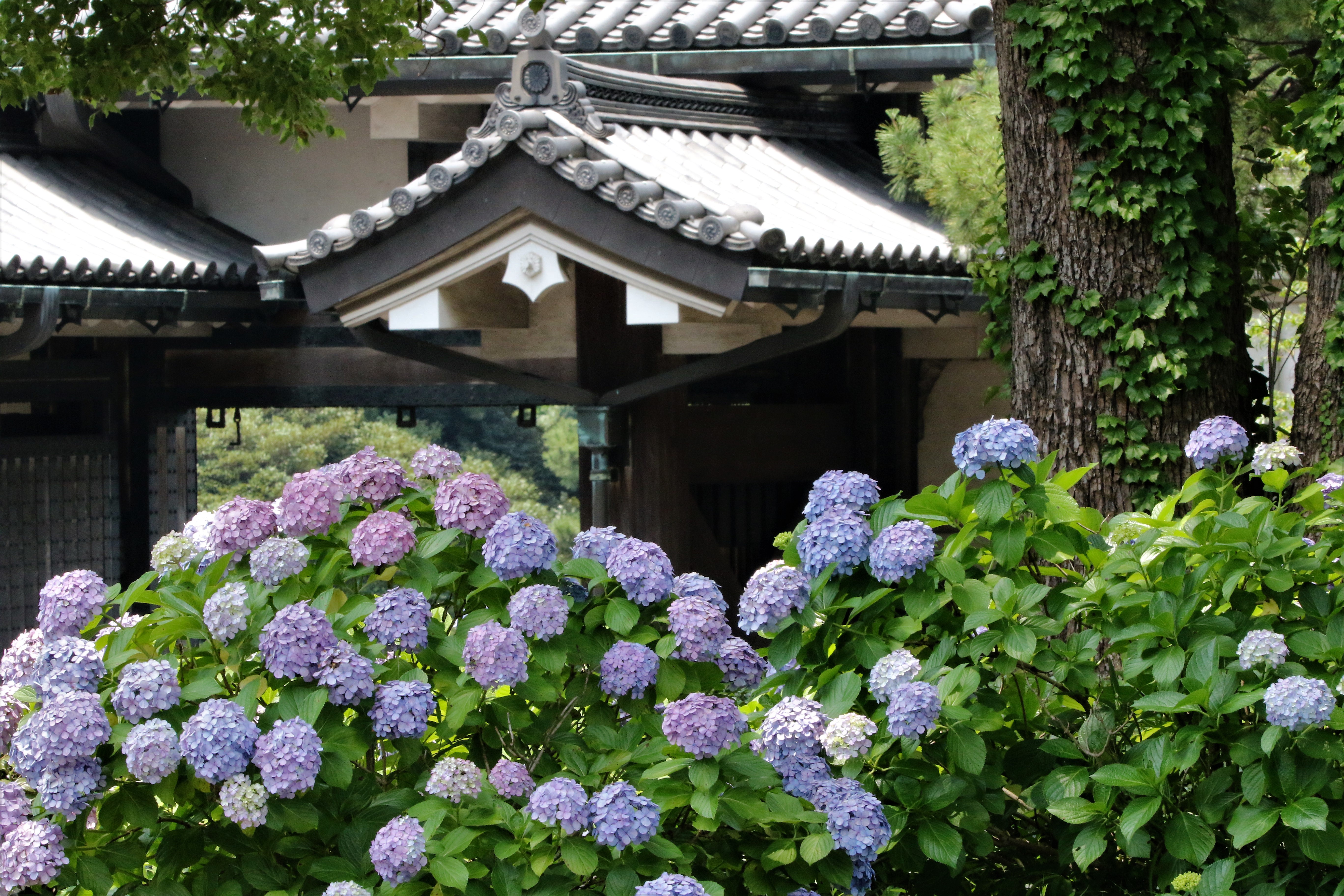 北桔橋門内の紫陽花