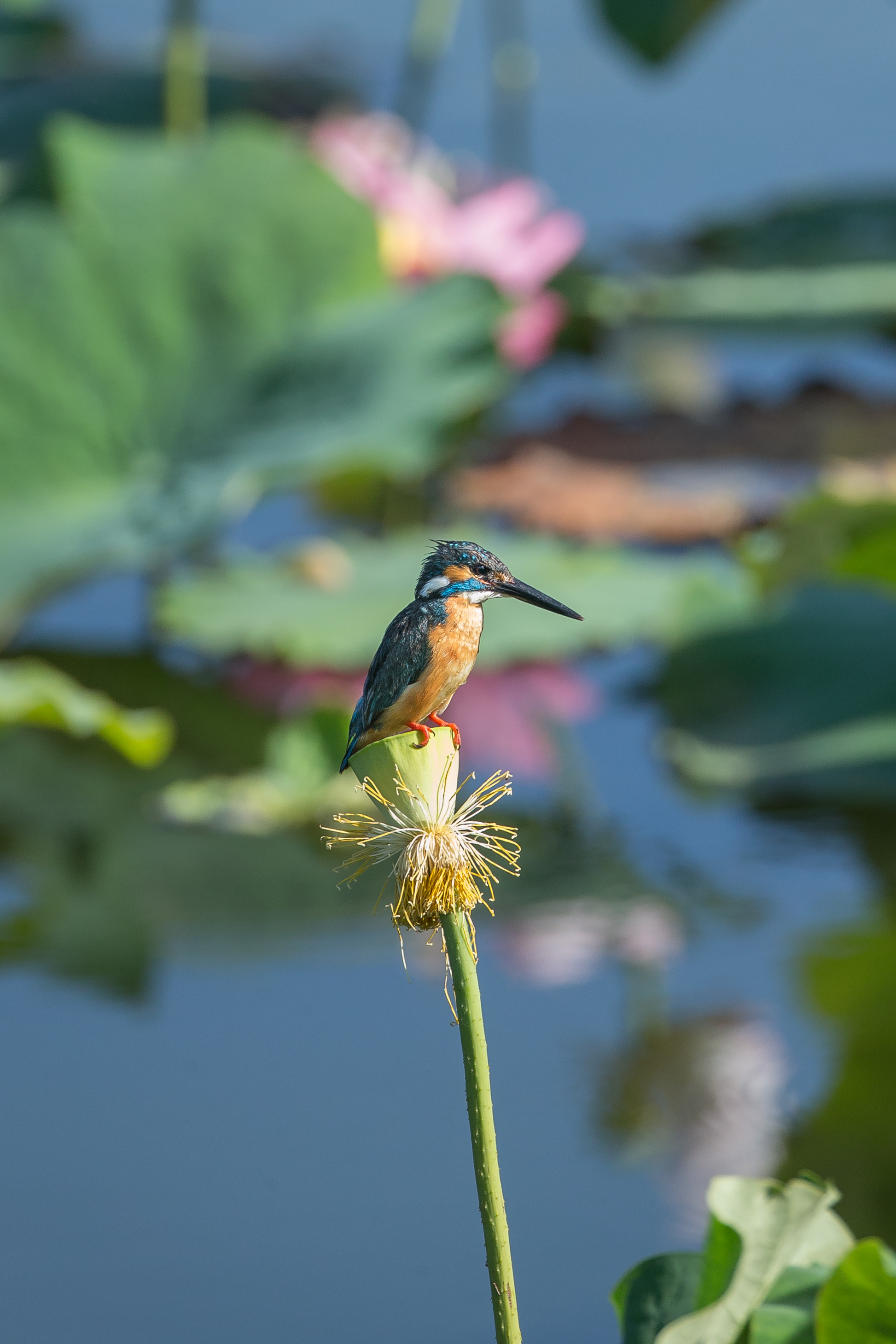 蓮池のカワセミ