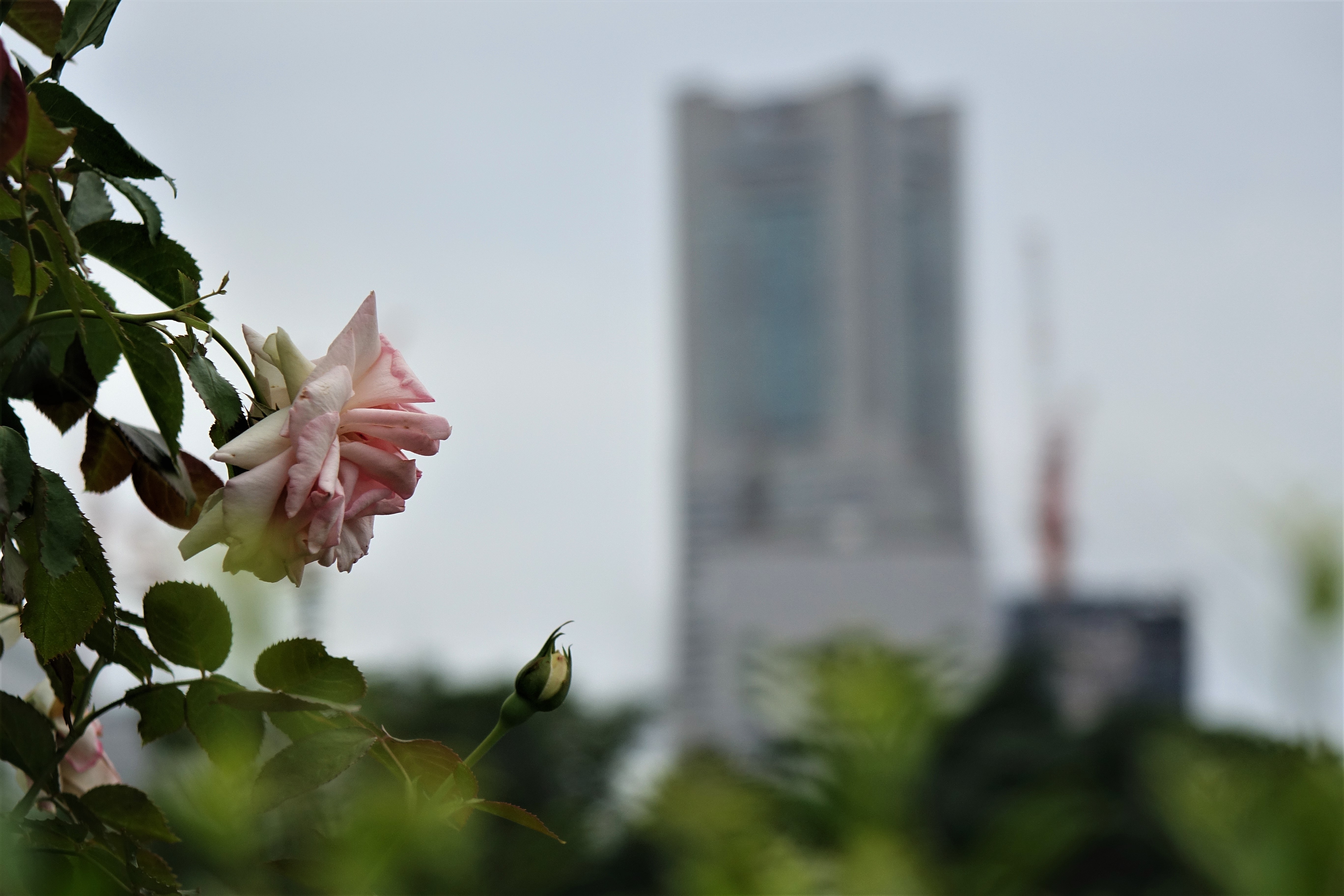 薔薇がよく似合う街