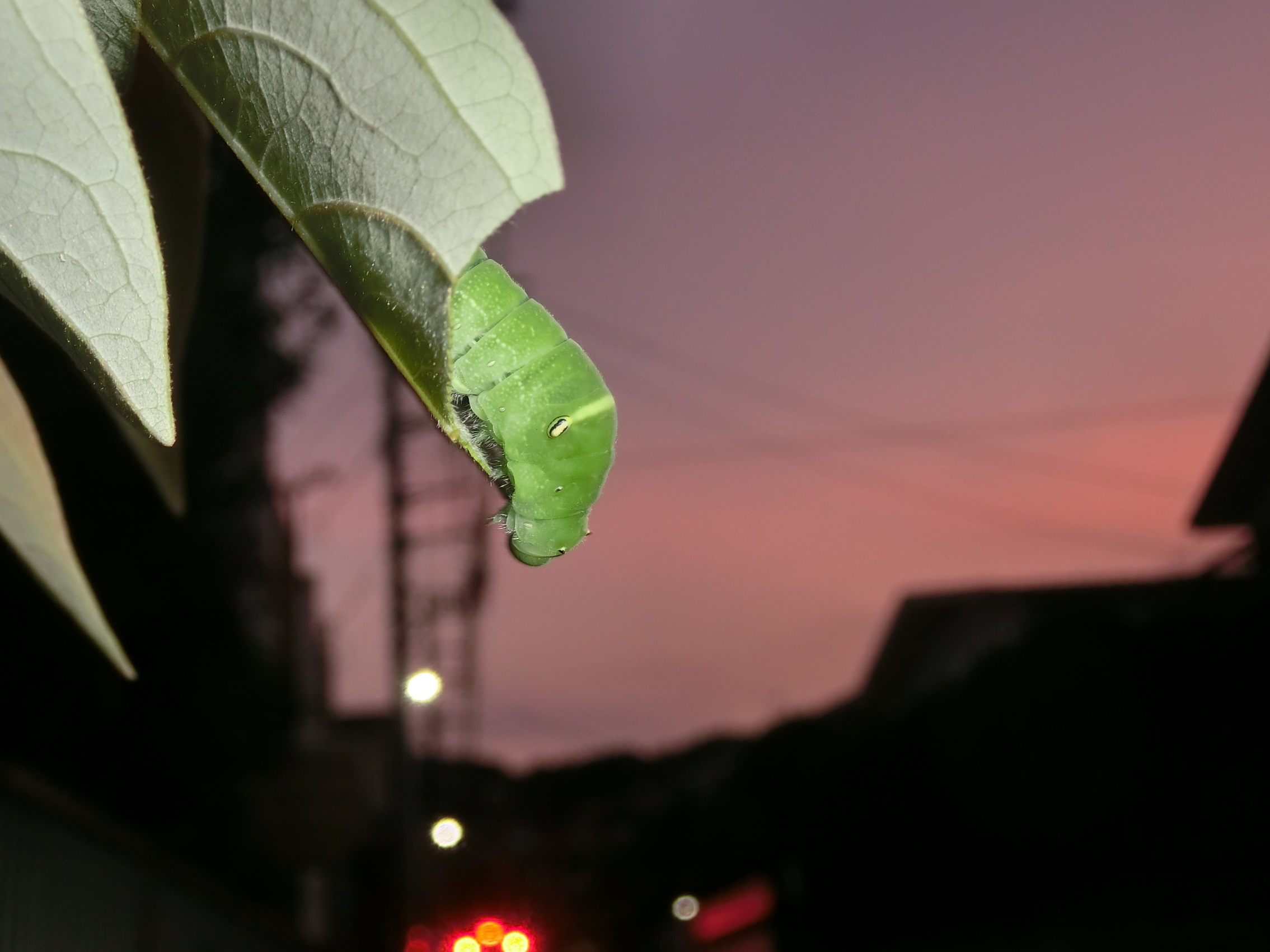 熱暑を生きる
