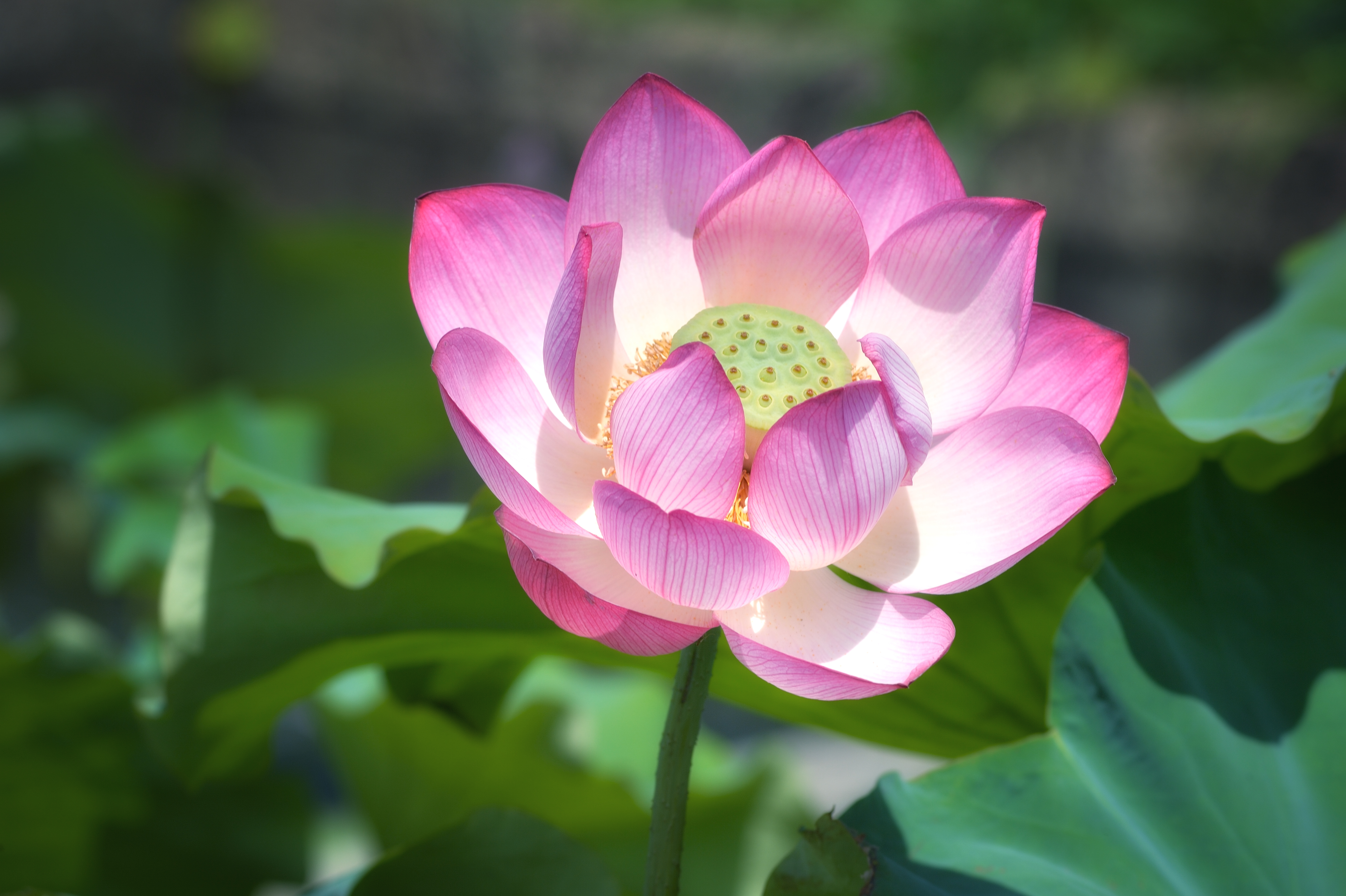 蓮の花