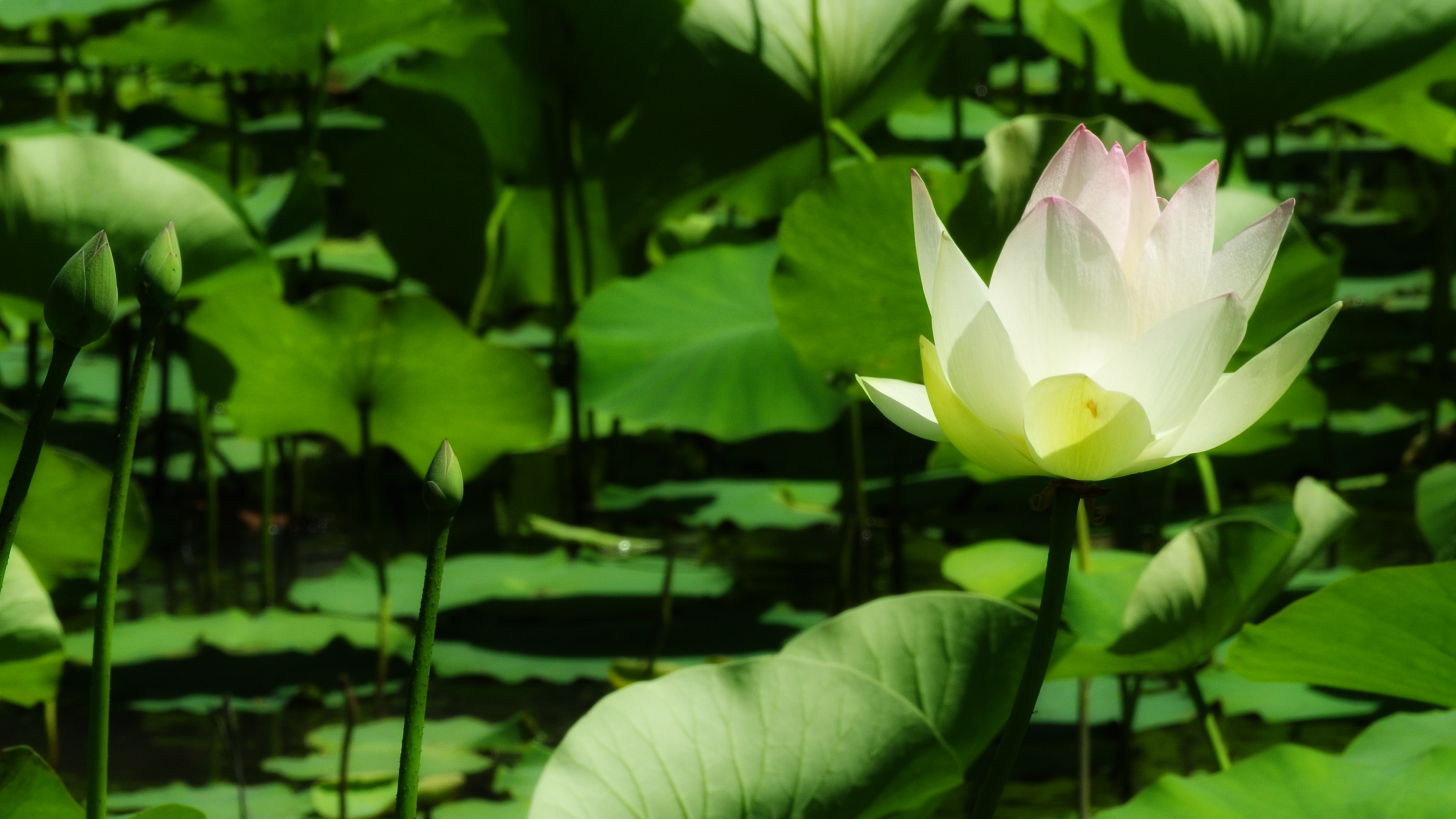 Lotus flower