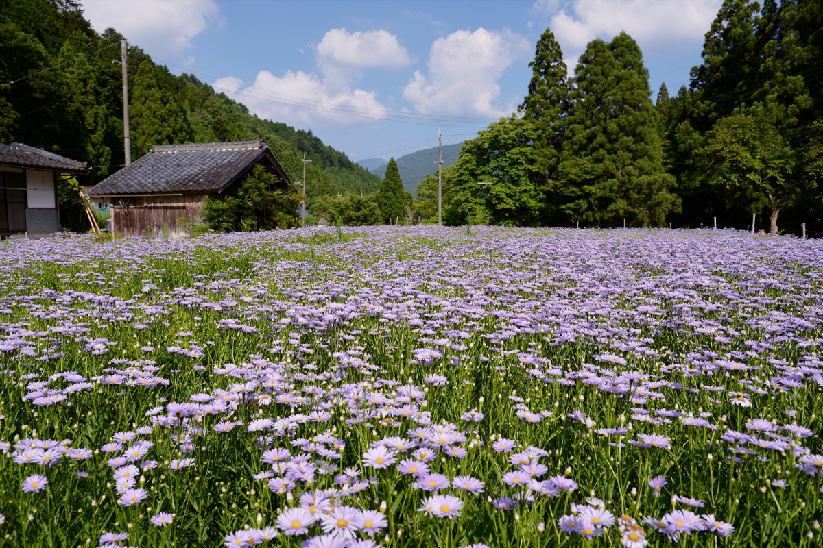 暑い夏が好き