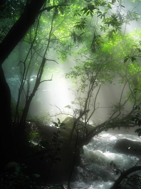 朝霧の中に光さす