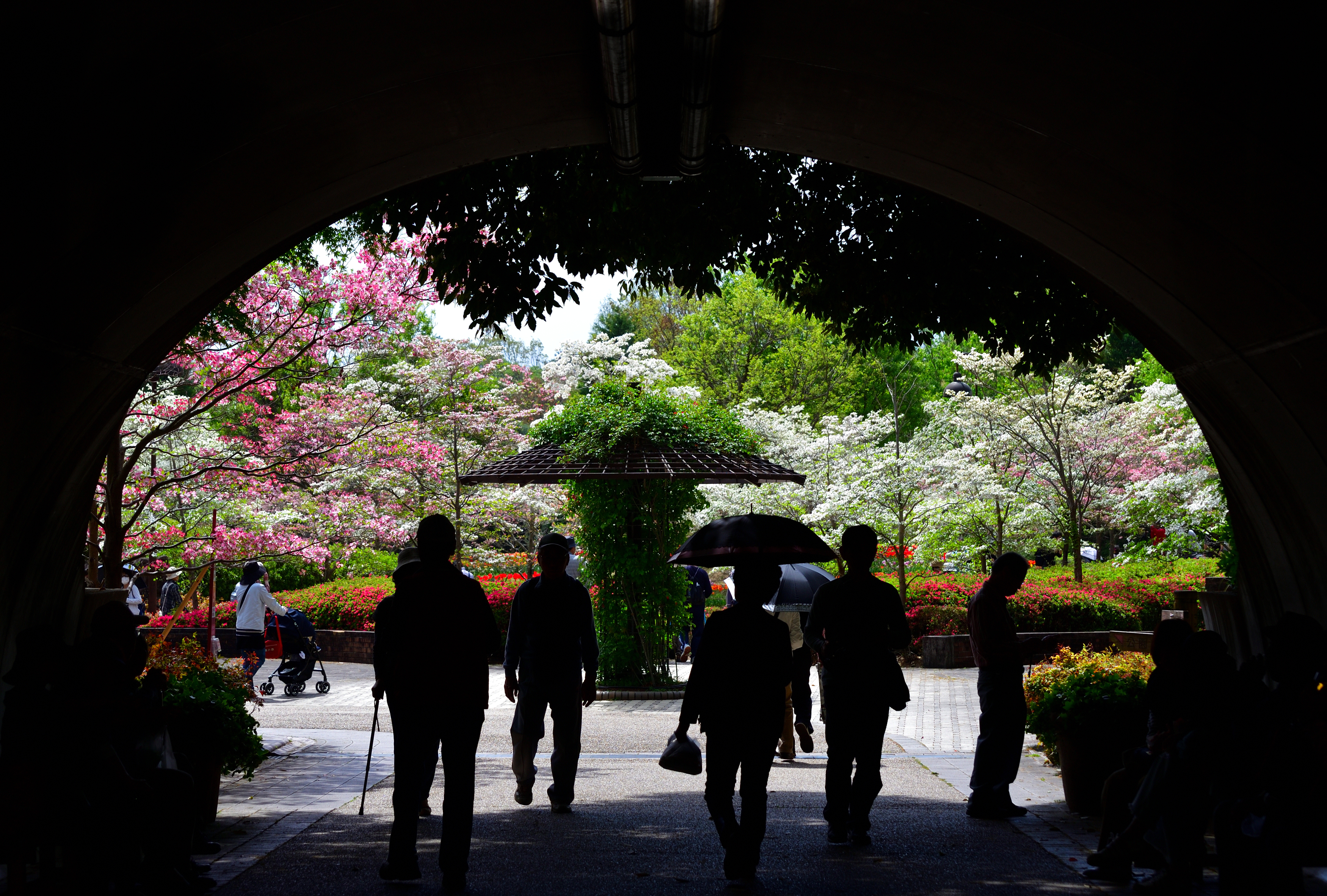 トンネルを抜けると、そこは花盛りだった。