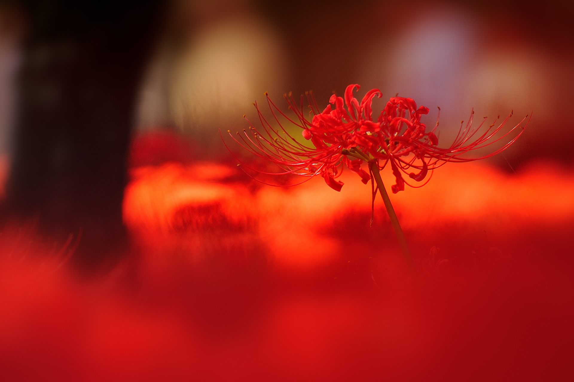 曼殊沙華