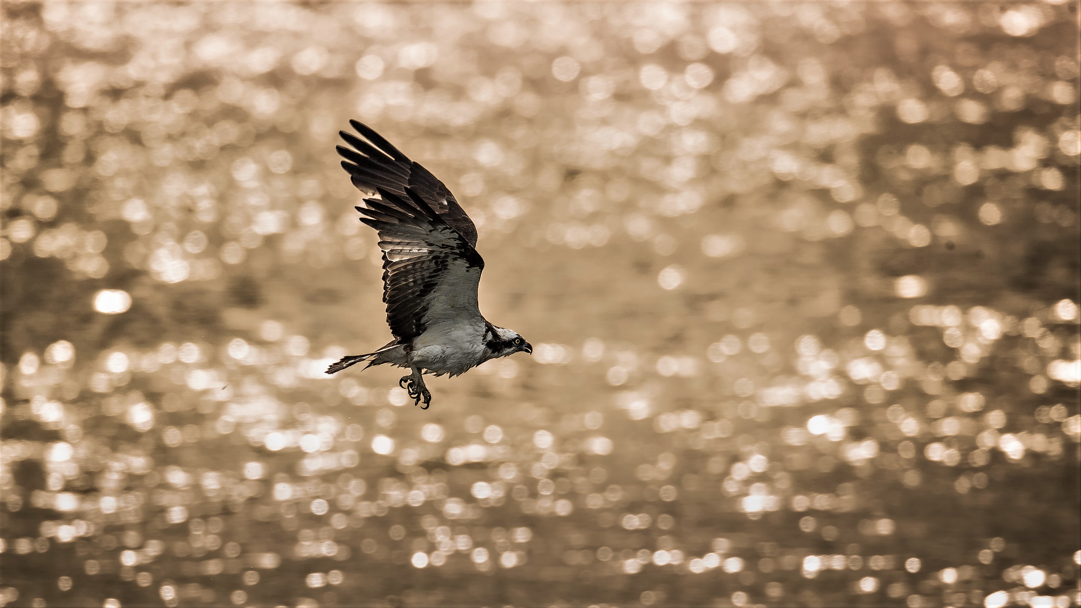 osprey!