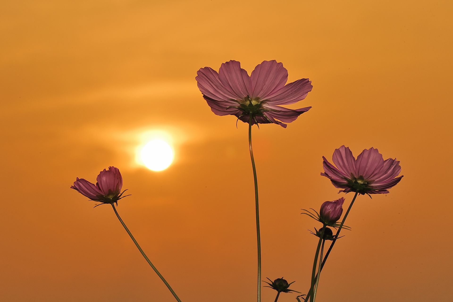 夕陽のコスモス