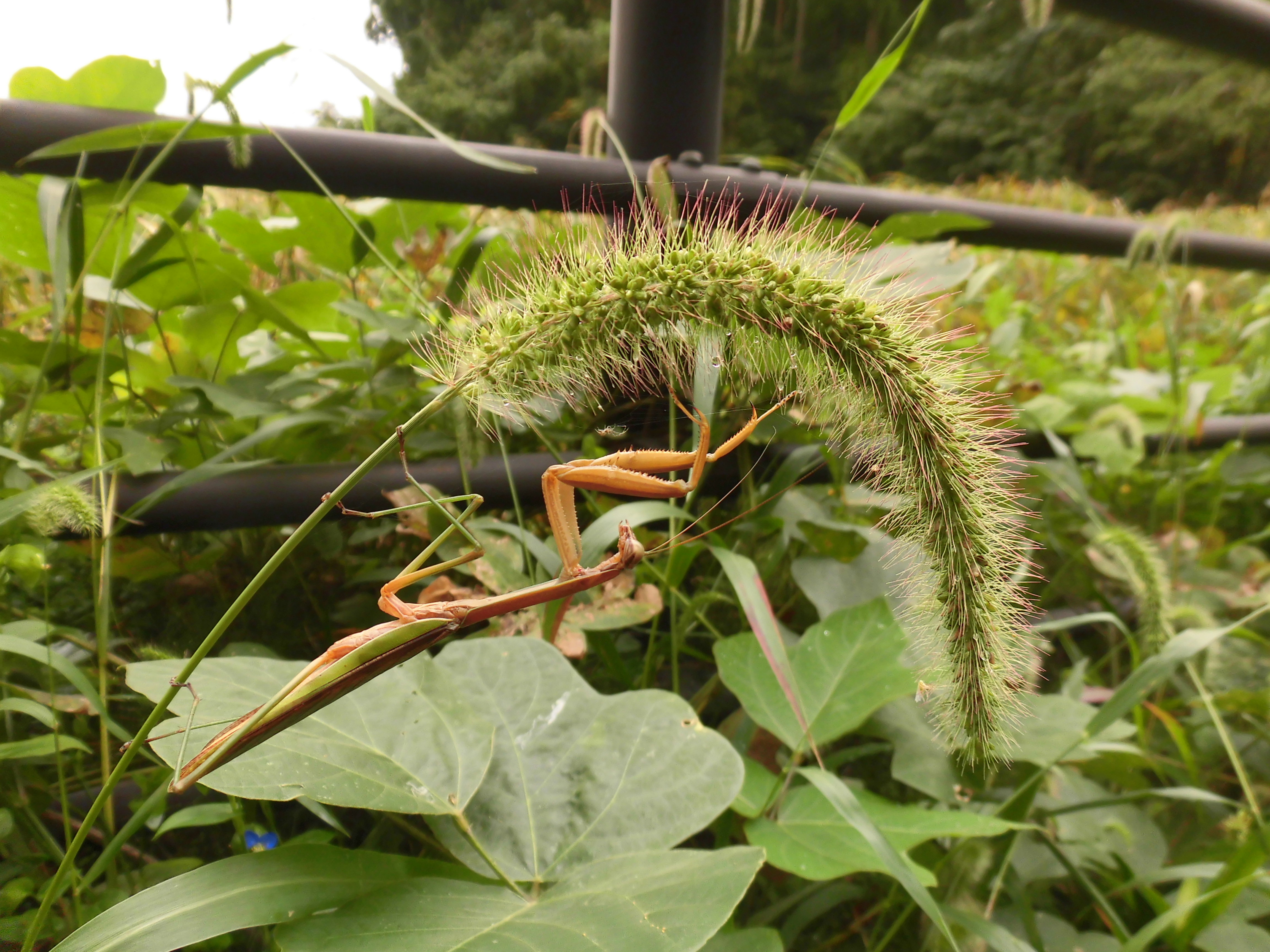 カマキリ