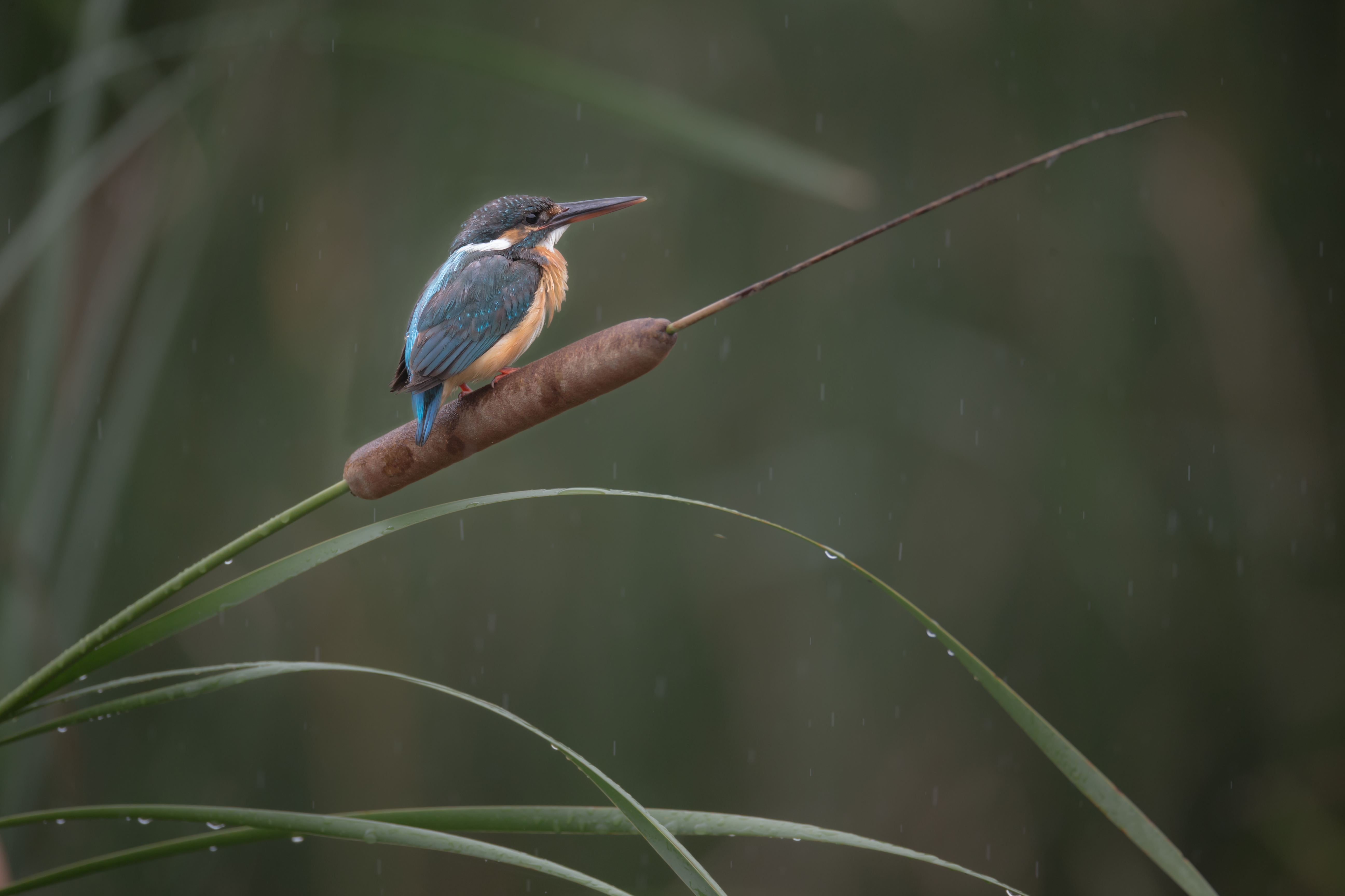 秋雨~カワセミ~