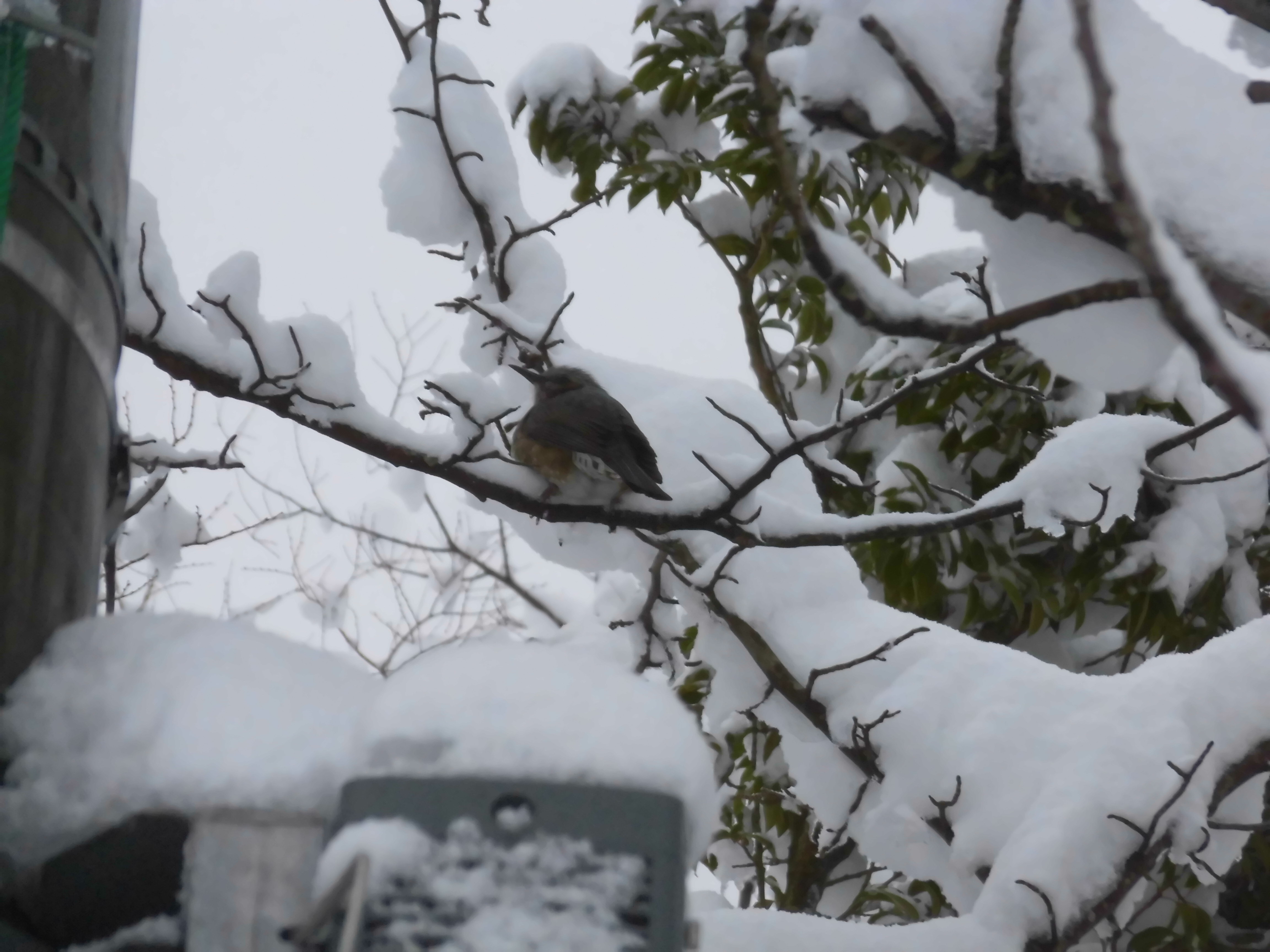 雪・鳥