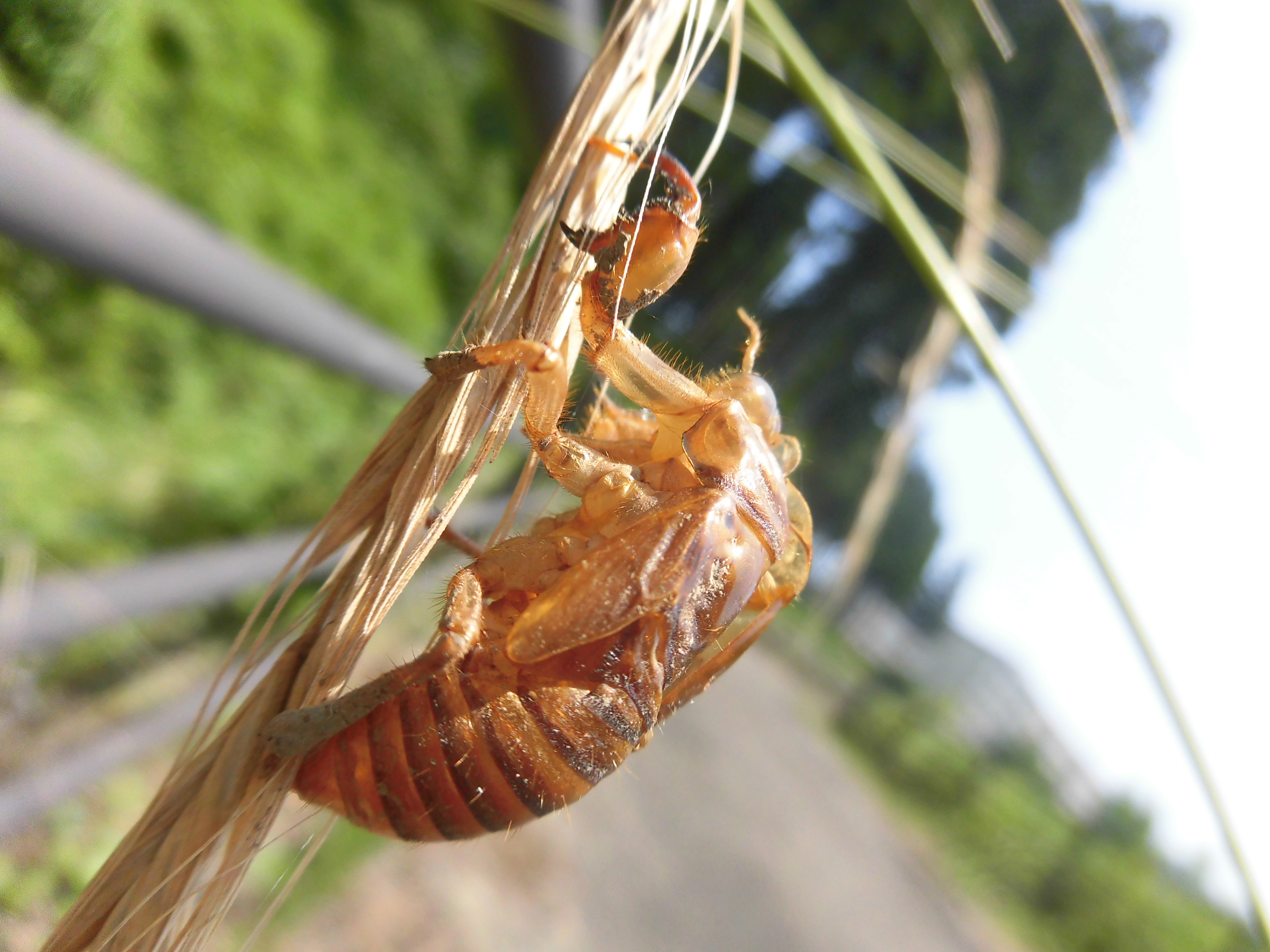 夏の思い出