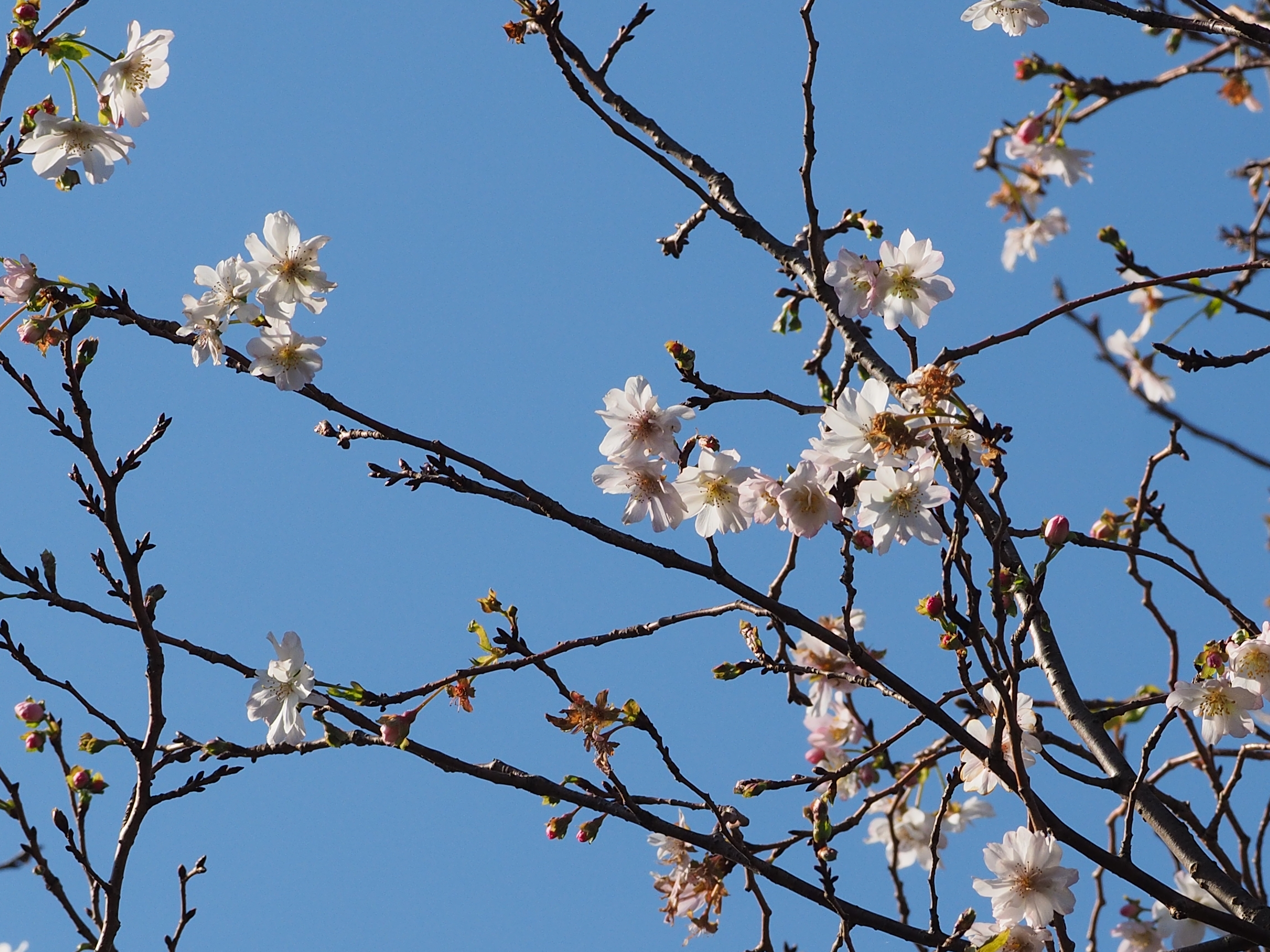 冬桜
