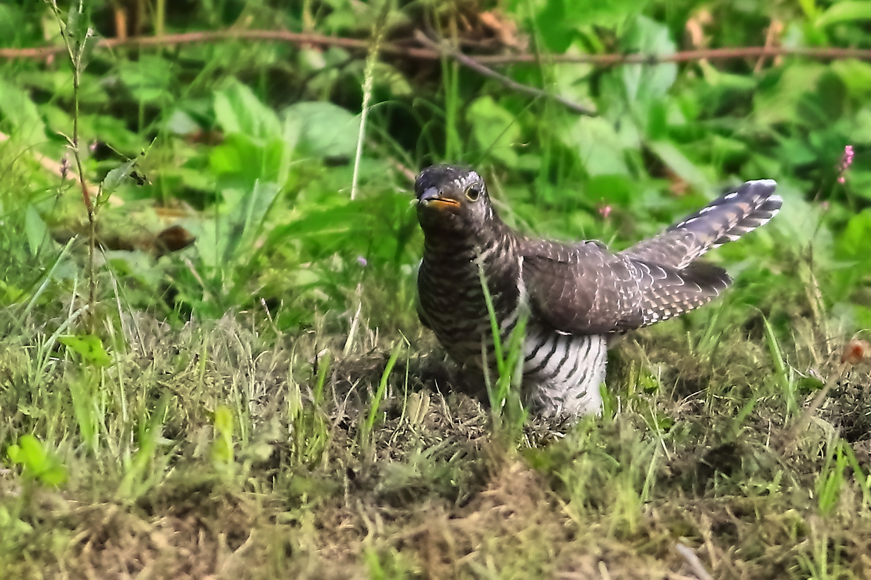 カッコウ地面で捕食