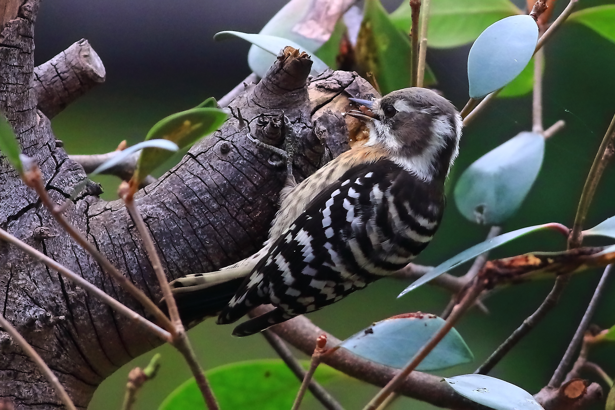 食欲の秋♪