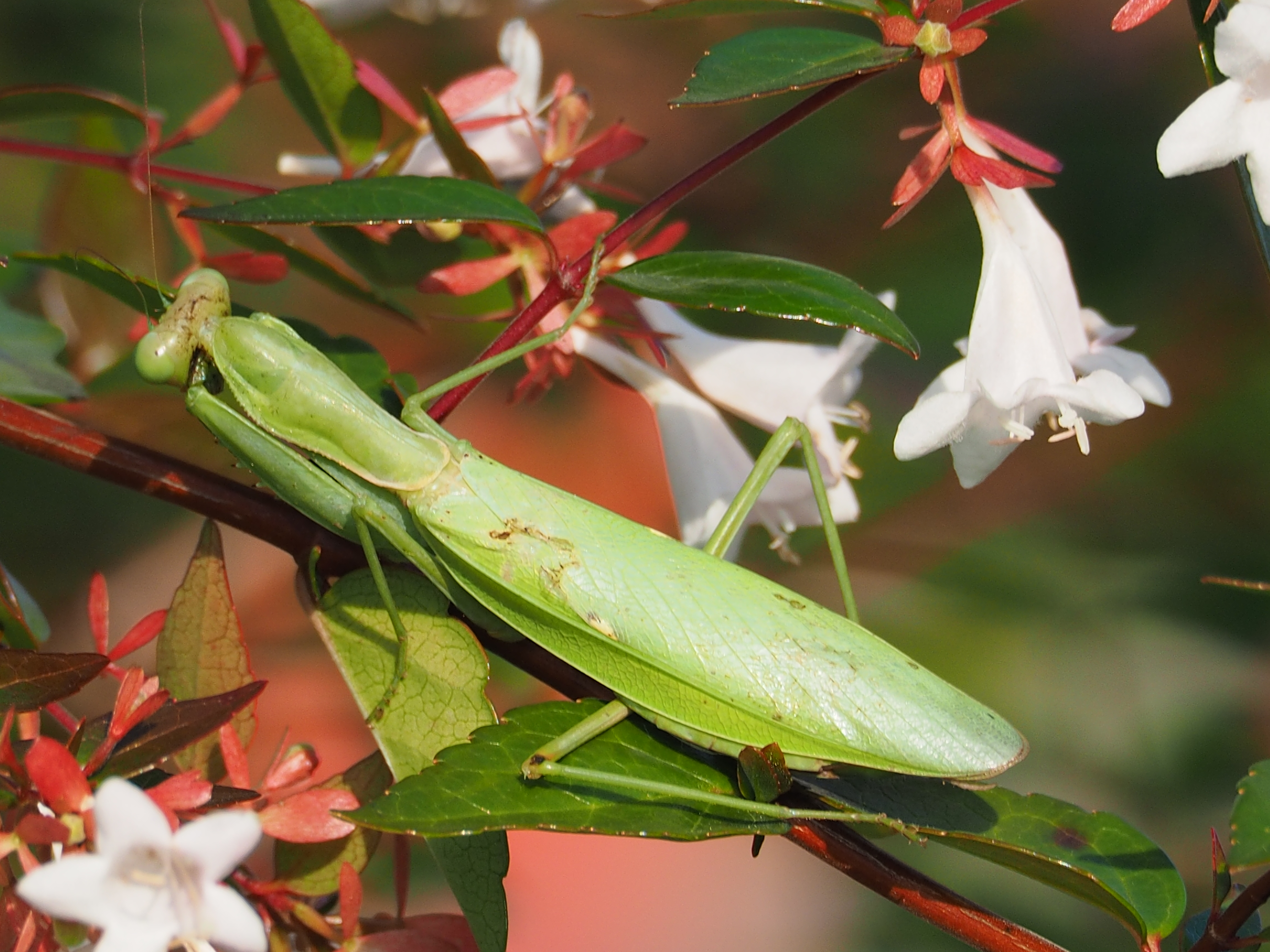 カマキリは