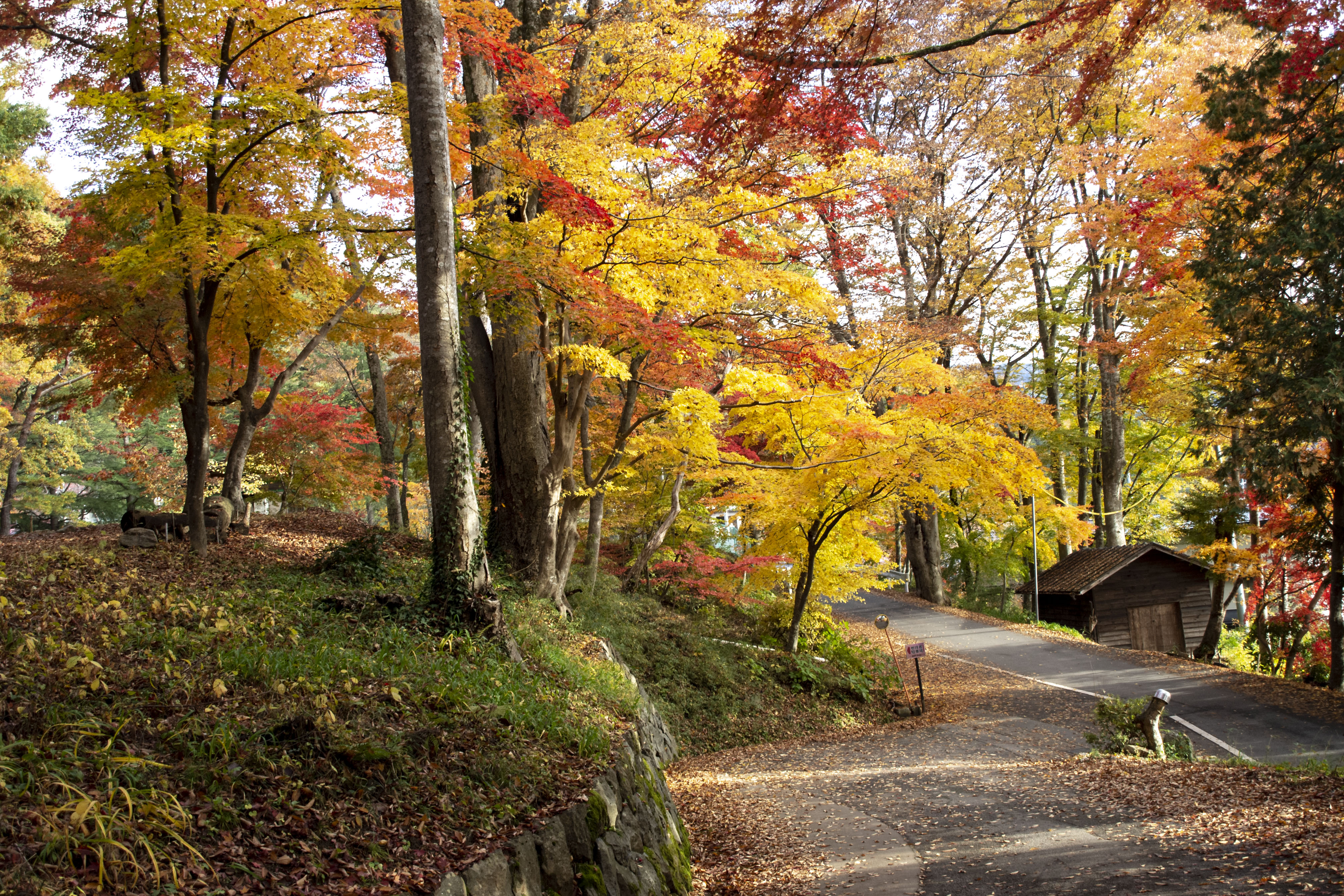 今が盛りの日枝神社