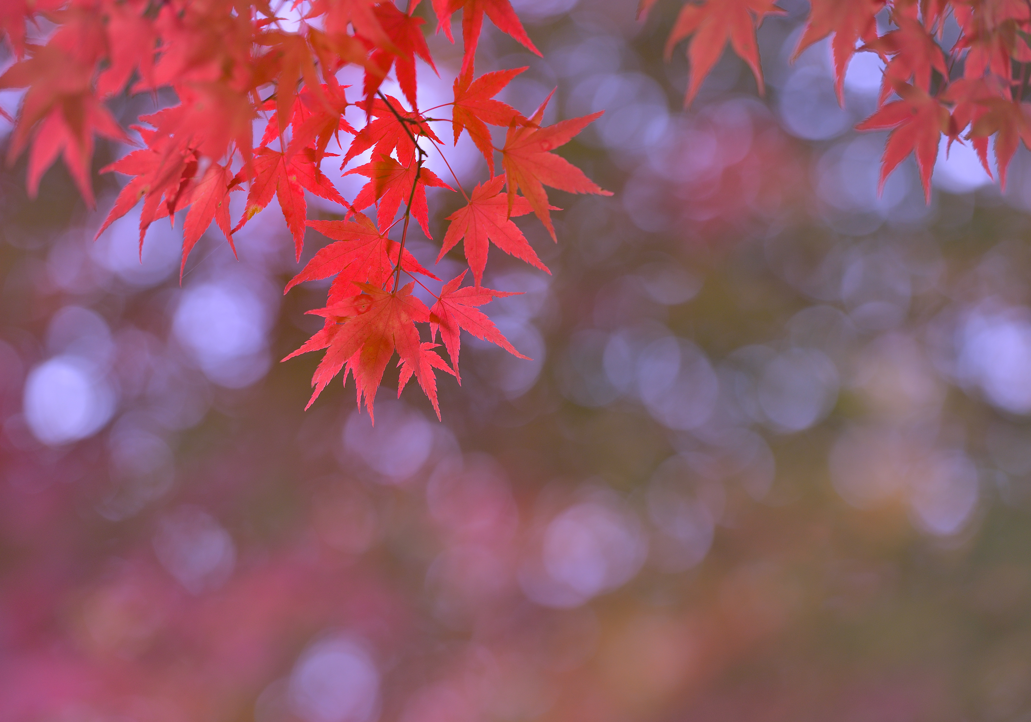 光を纏いて