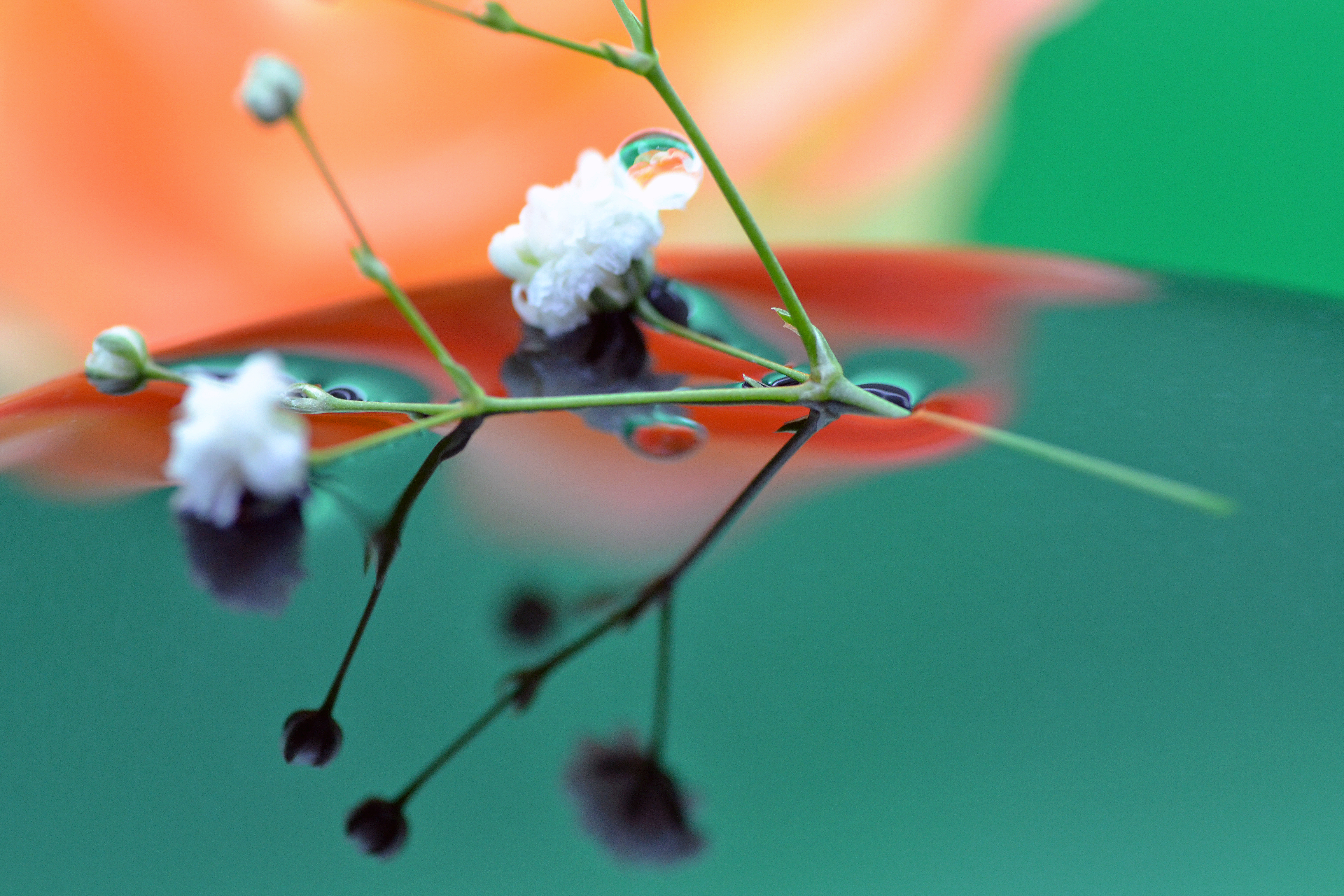水上の花としずく