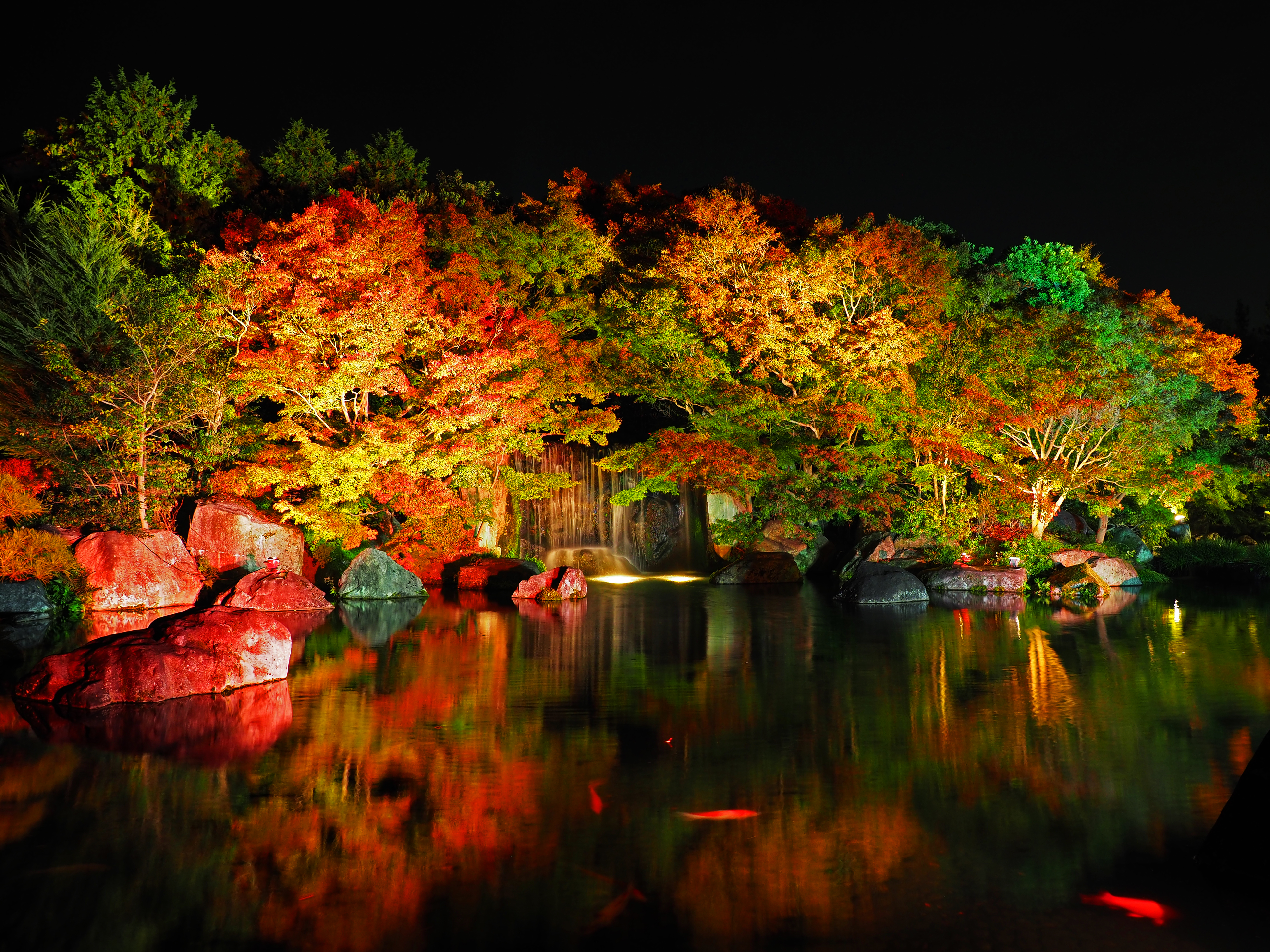 紅葉ライトアップ