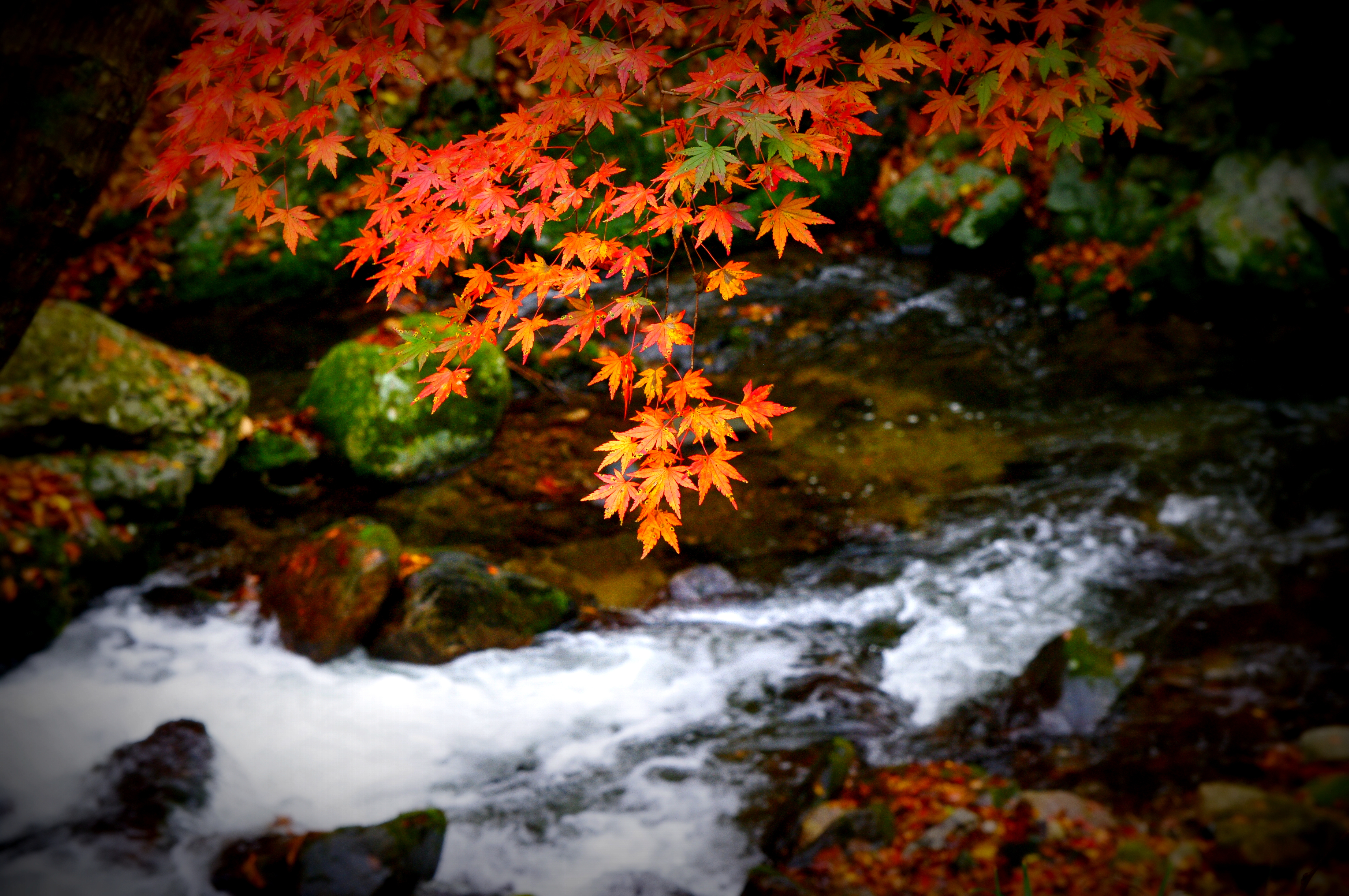 「渓流紅葉」