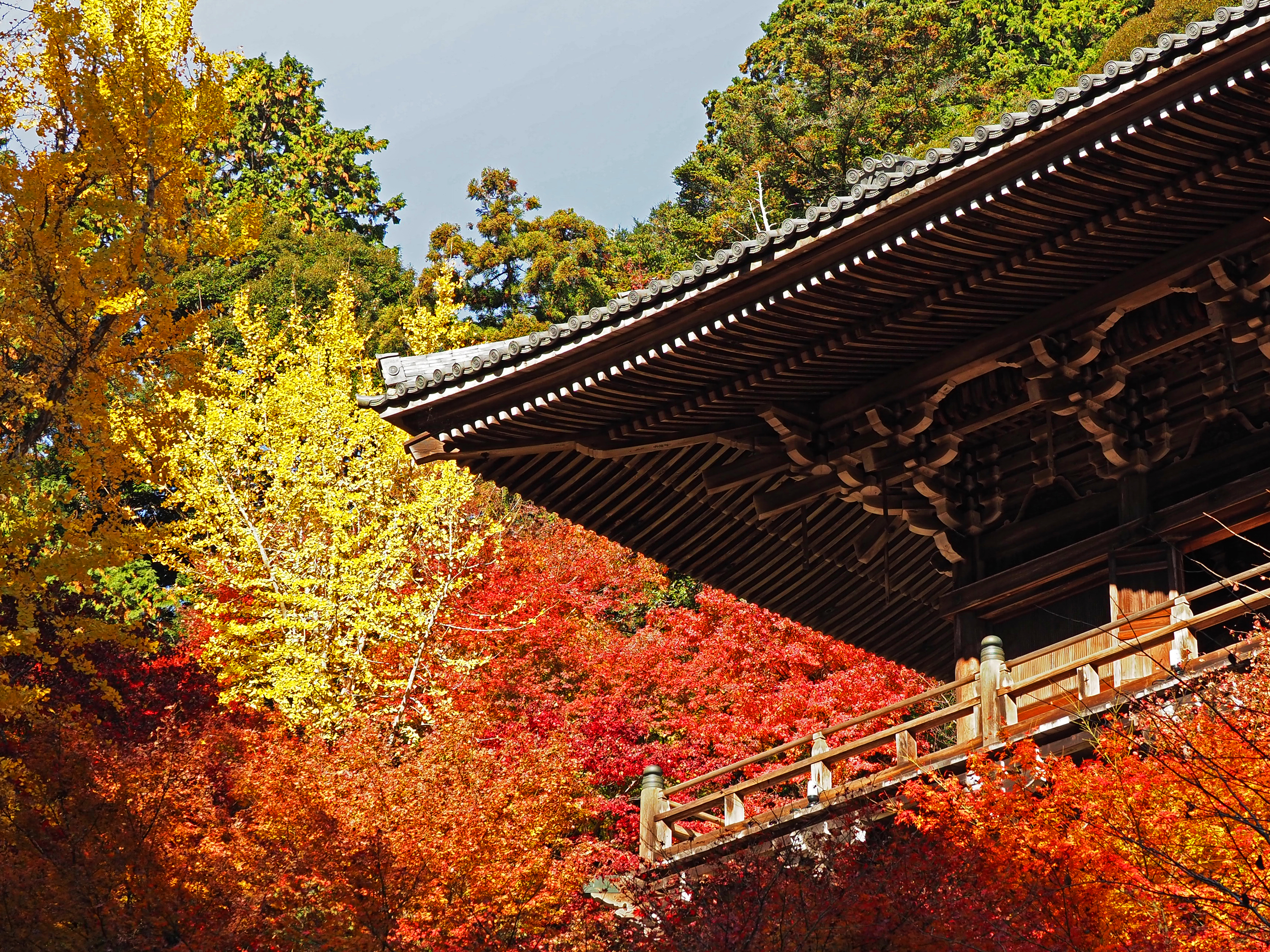 摩尼殿と紅葉
