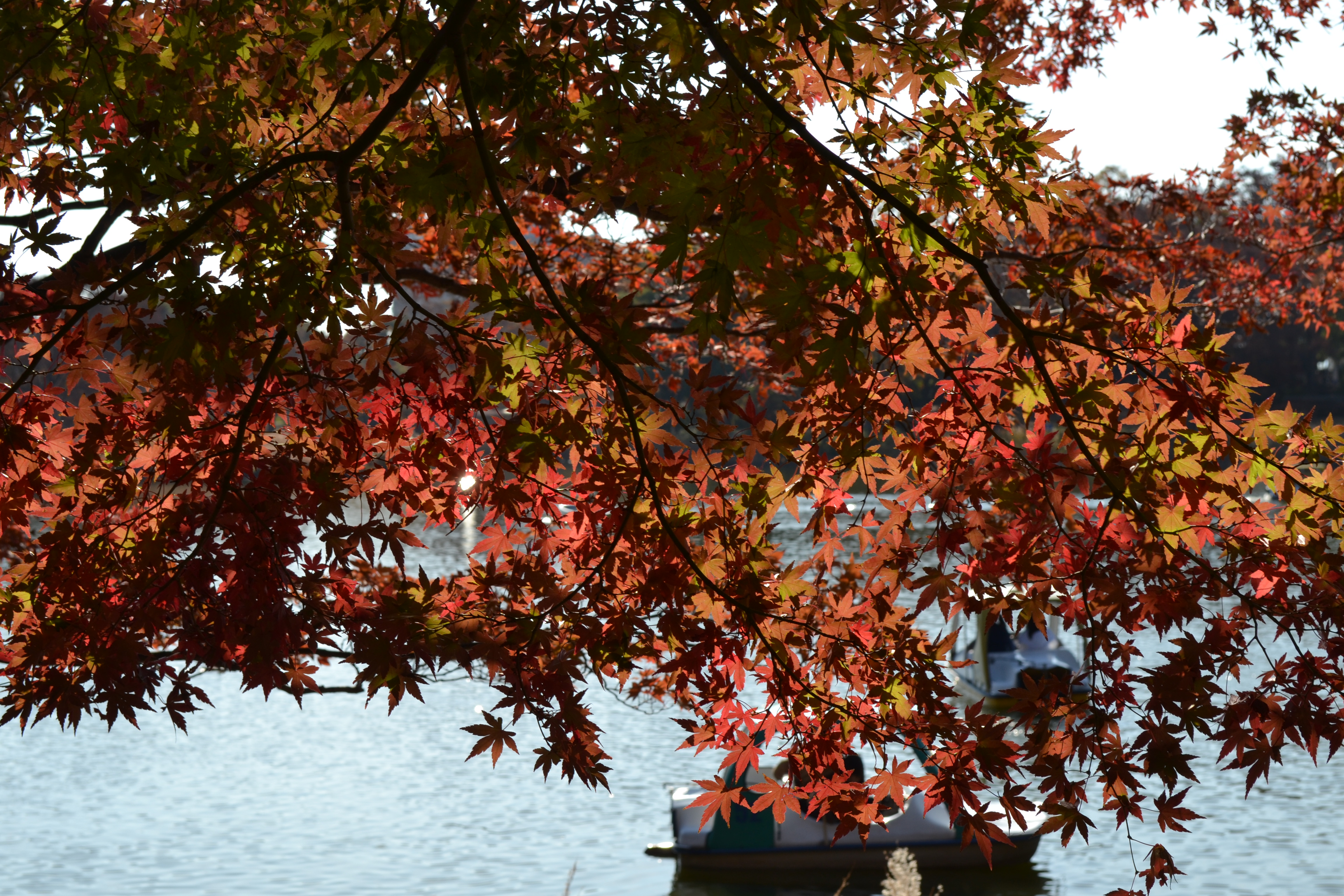 池の畔の紅葉