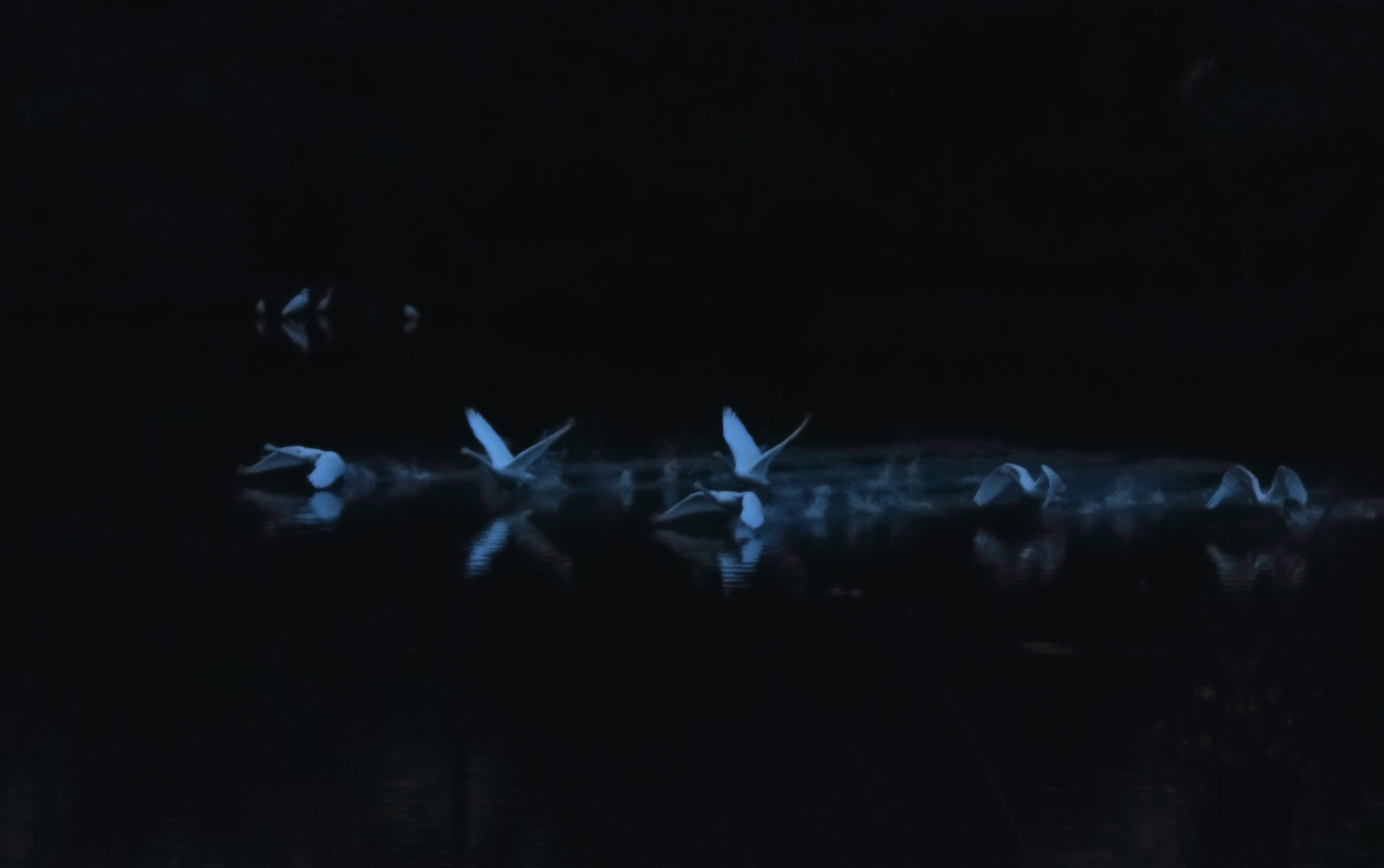 助走する大白鳥♪