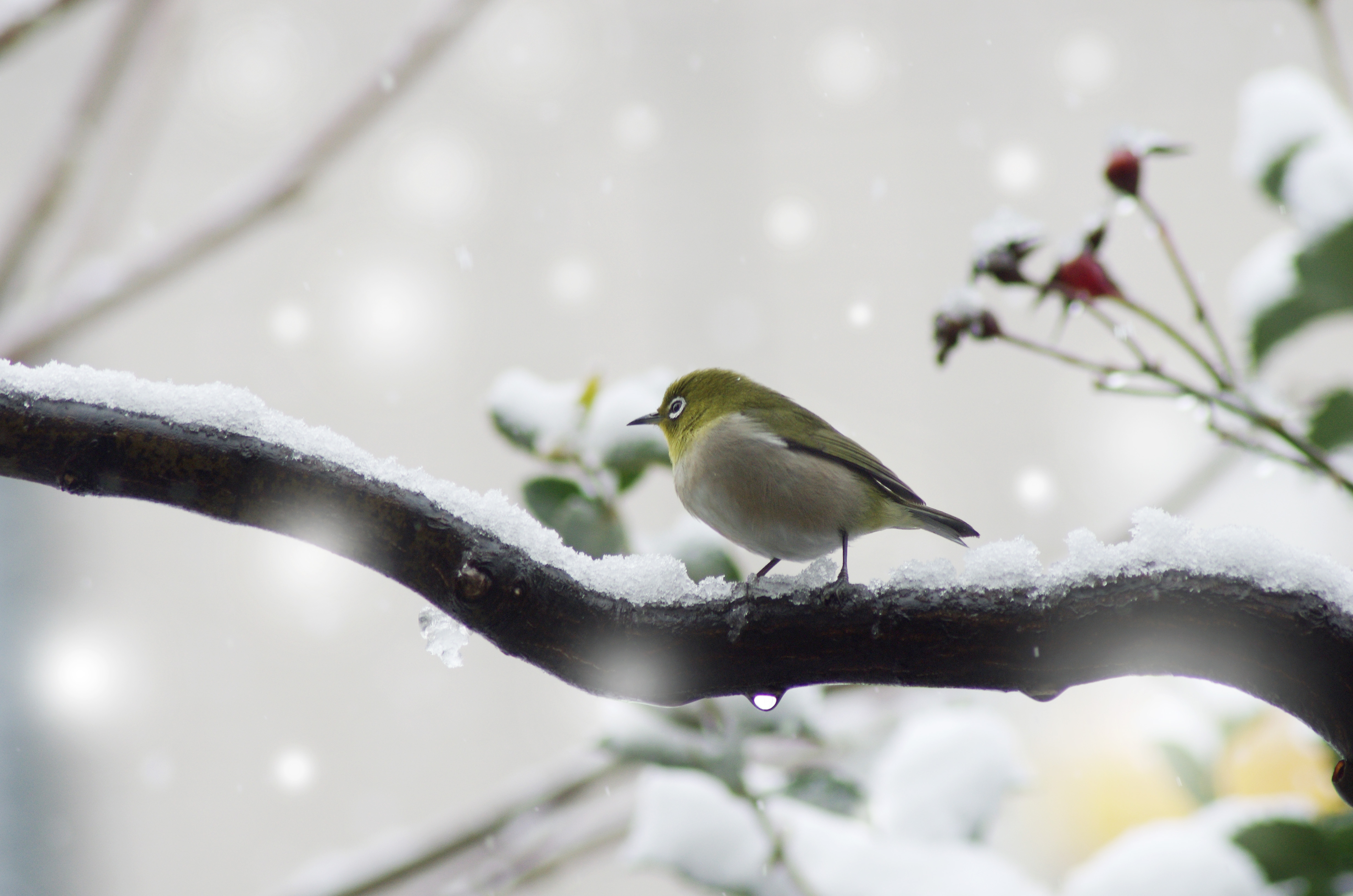 雪の日