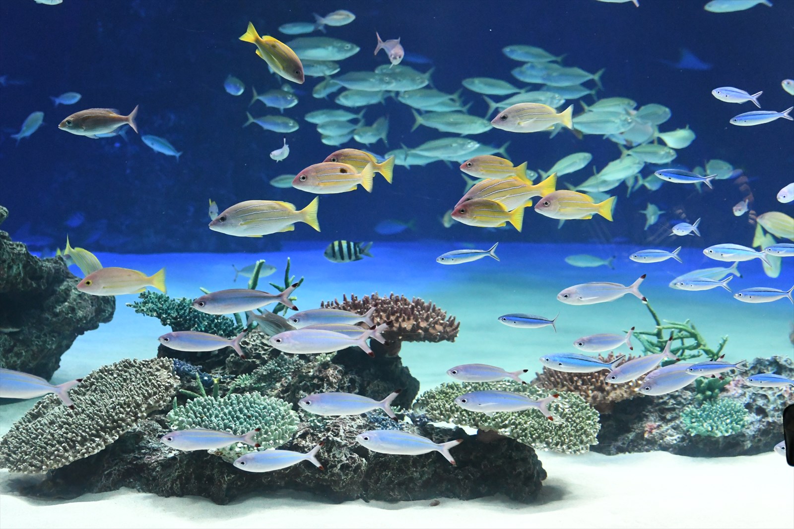 いかにも水族館