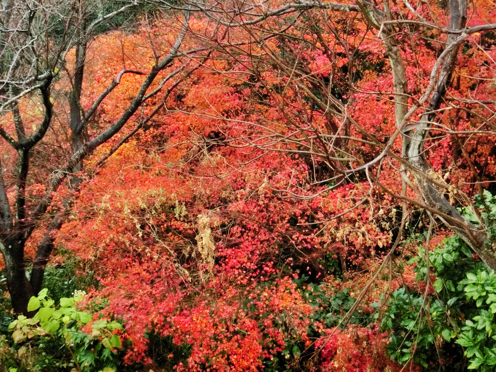 クリスマス紅葉