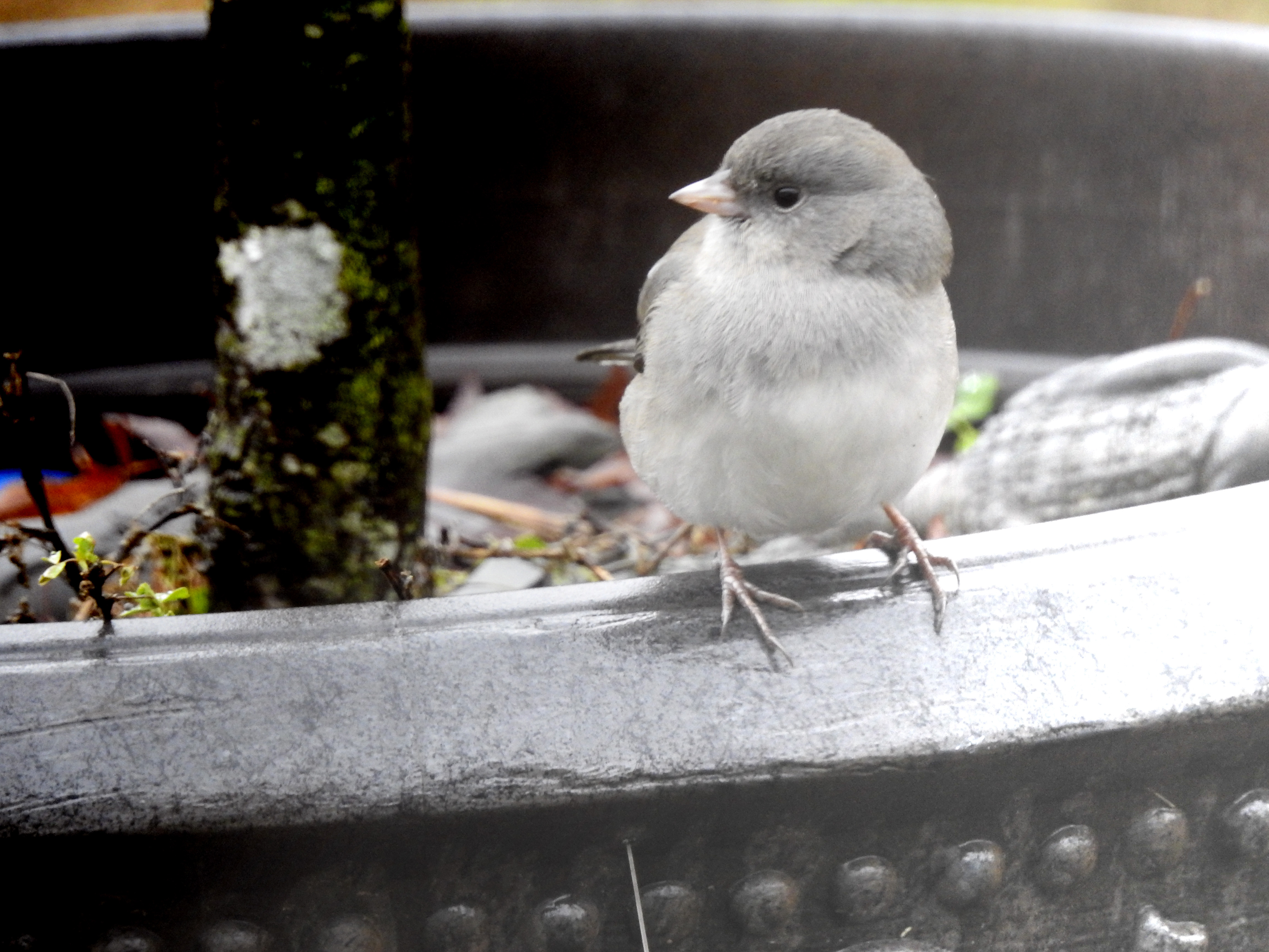 ヤブガラスズメ エナガ科 Bird-watching Memorandum