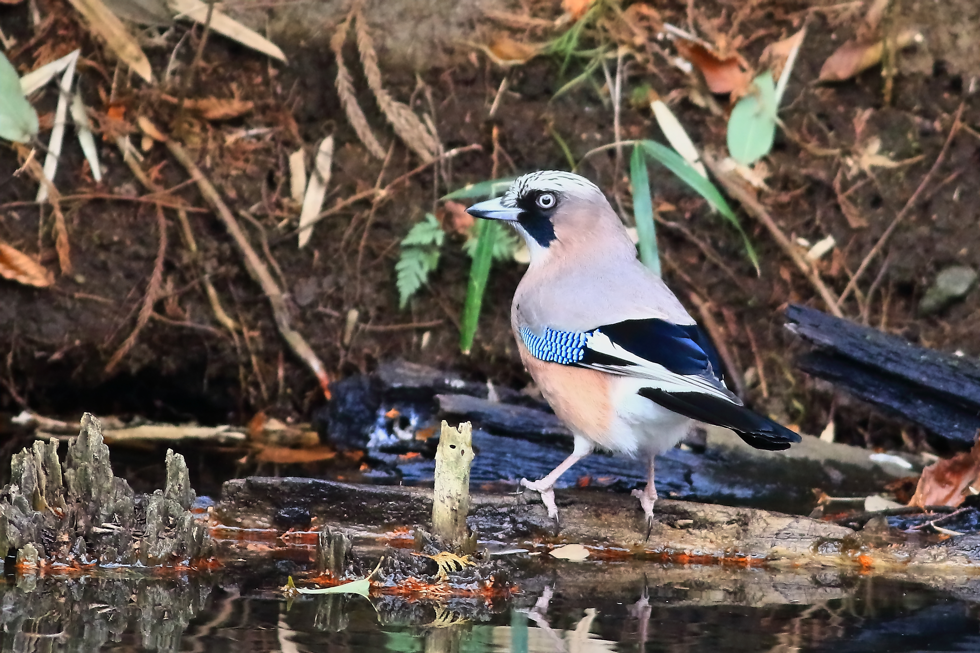 水辺のカケス