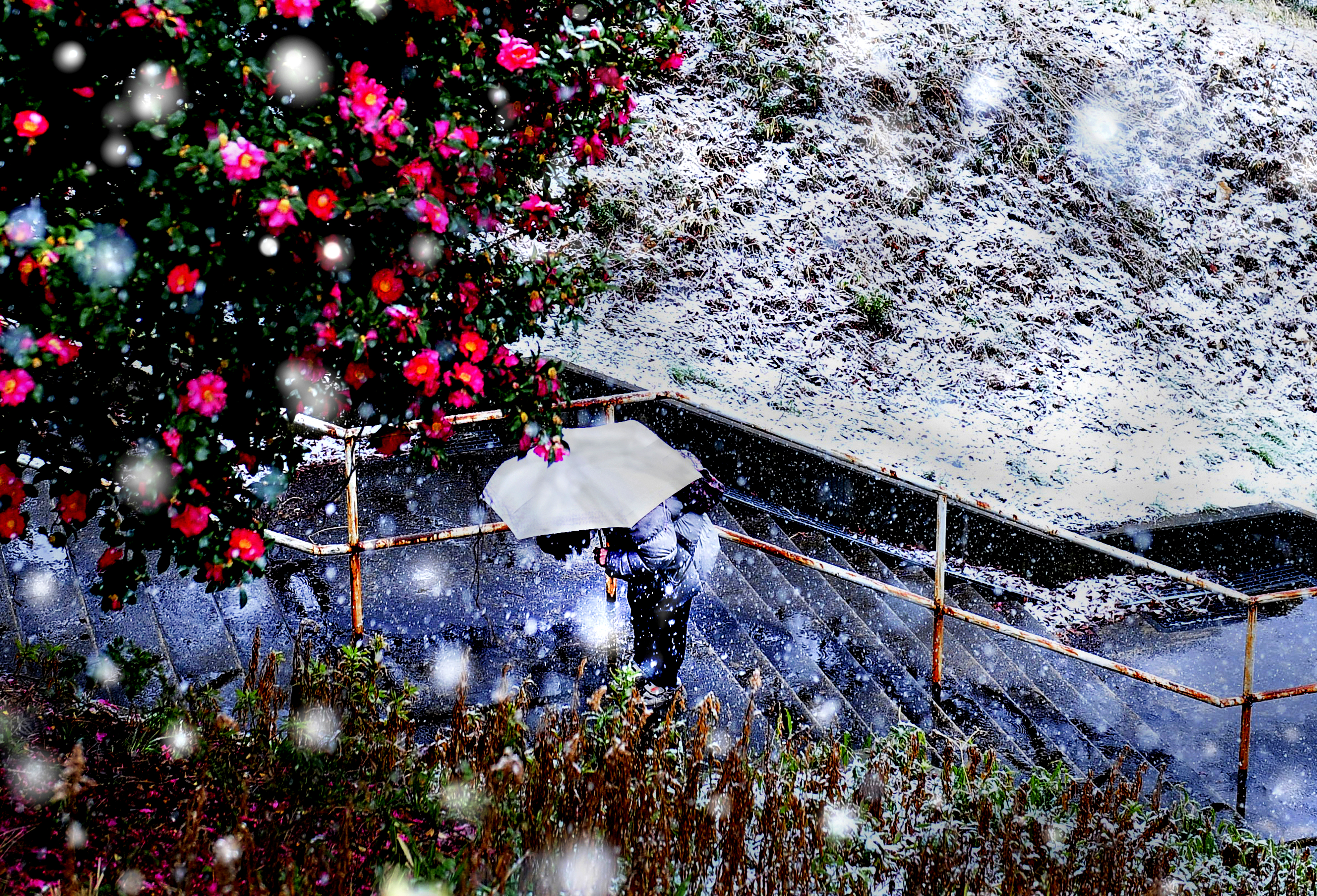 ささめ雪