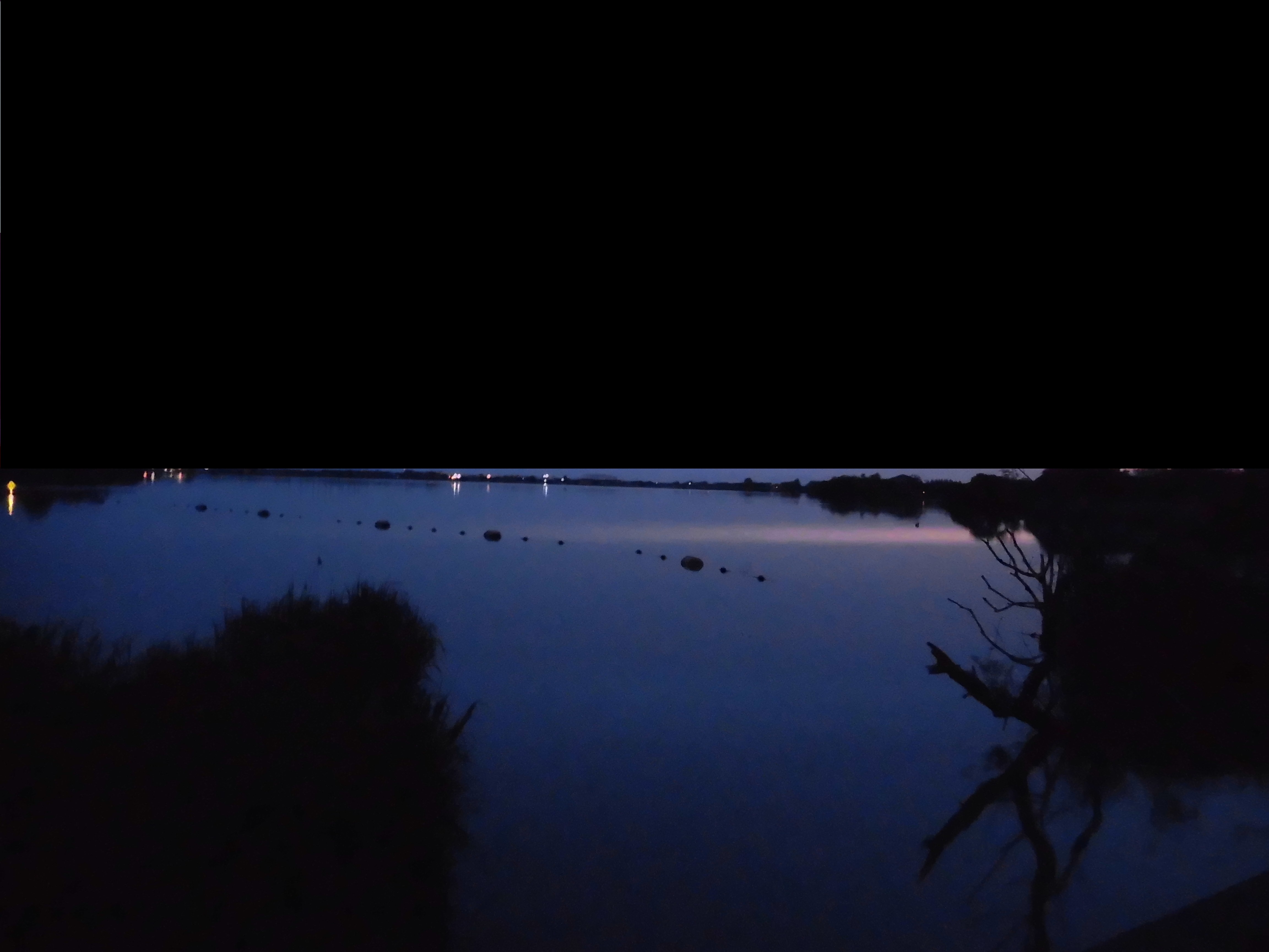 夜の水中木