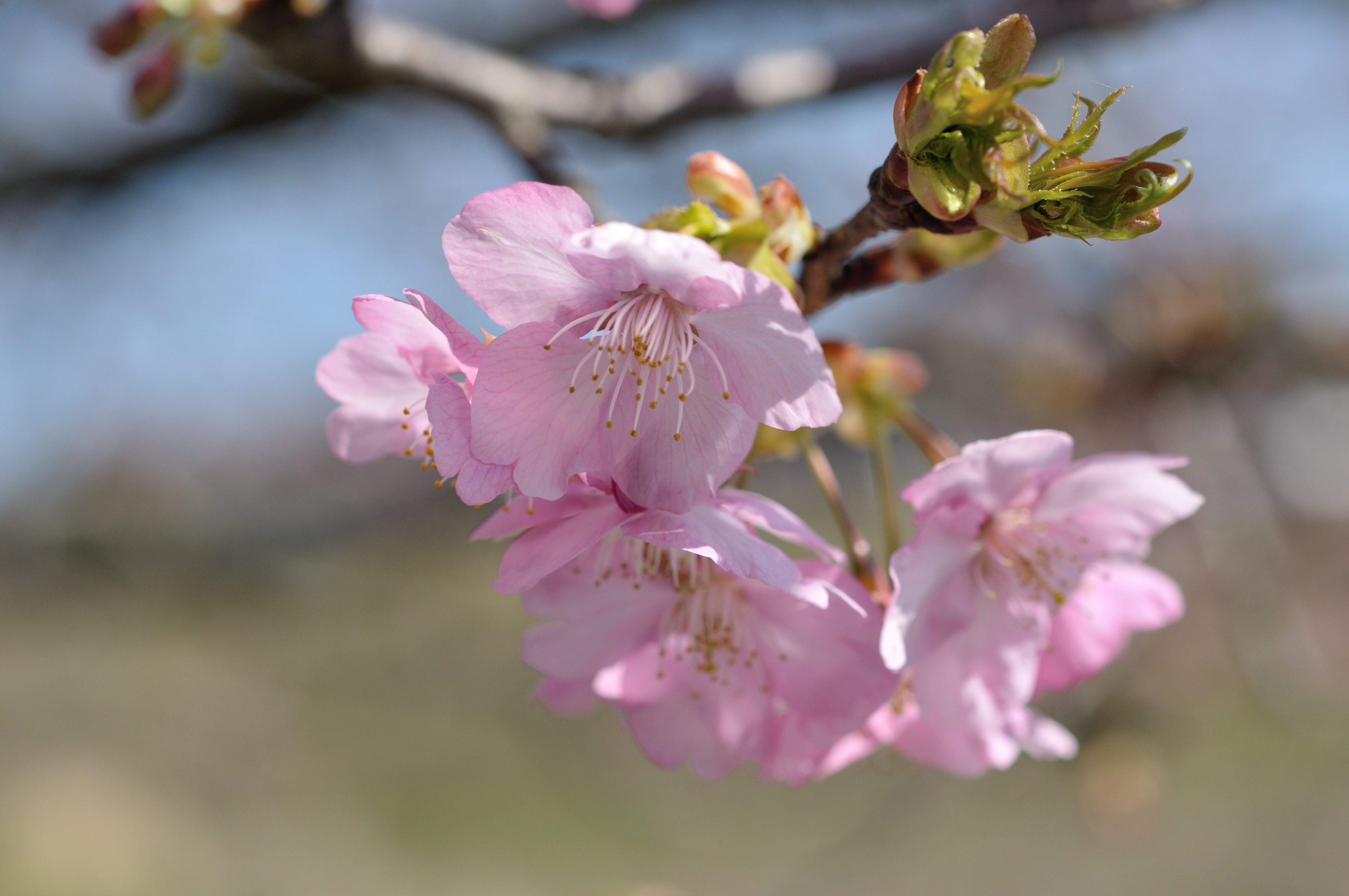 河津桜(昨年撮影分)