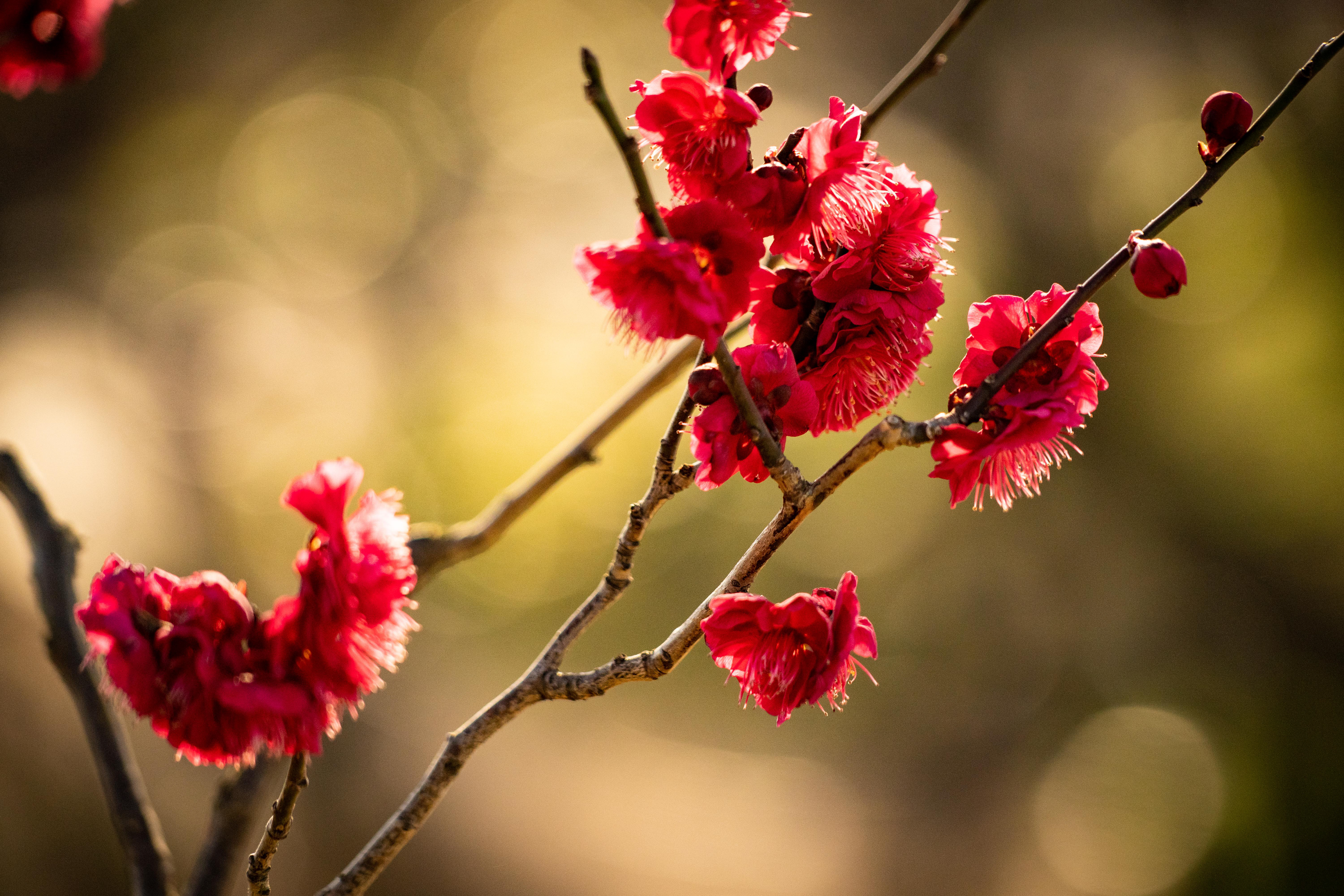 紅梅