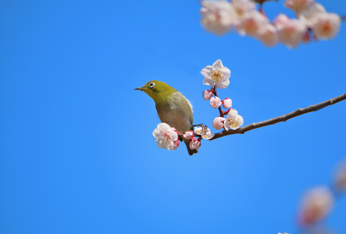 春到来