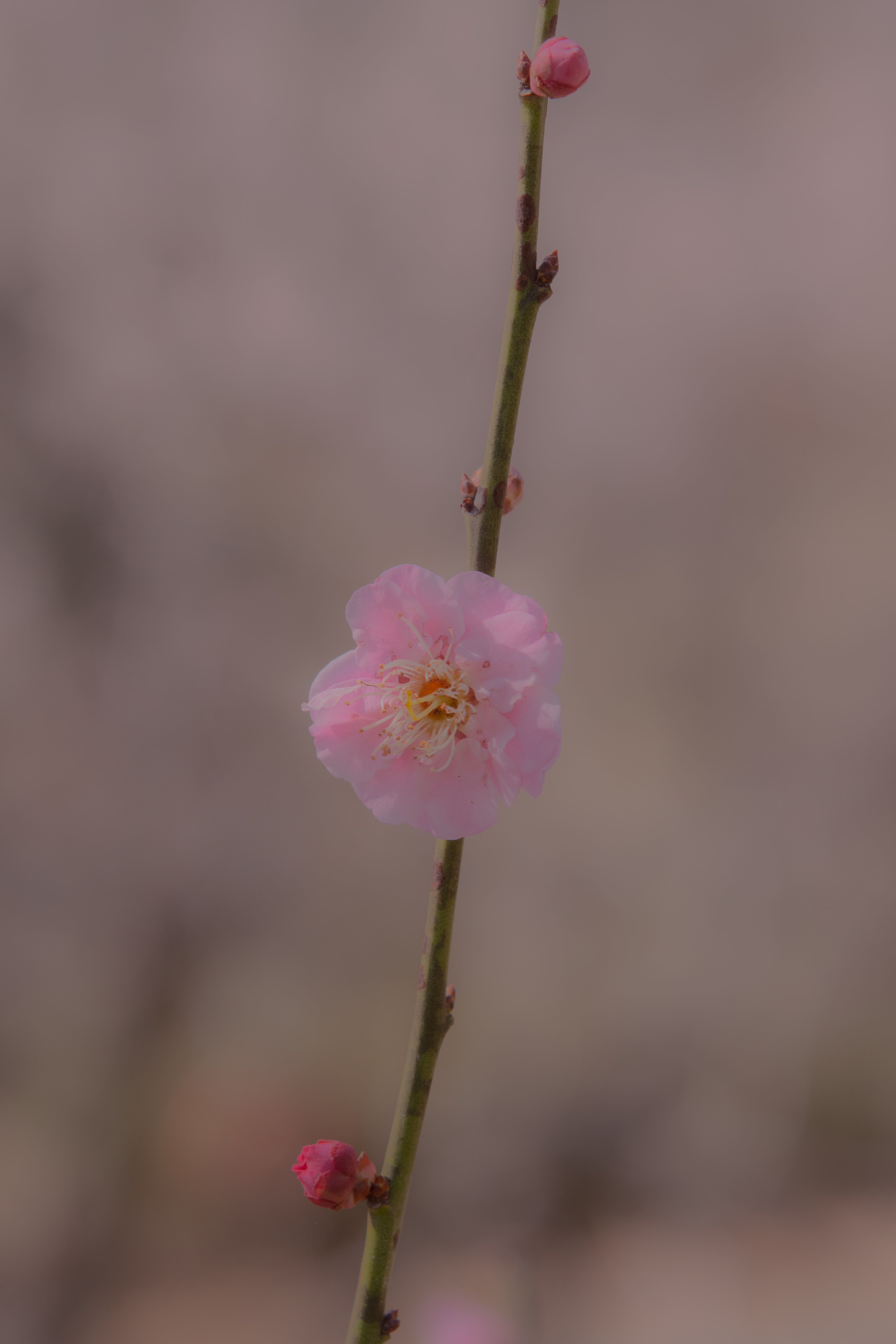 梅一輪