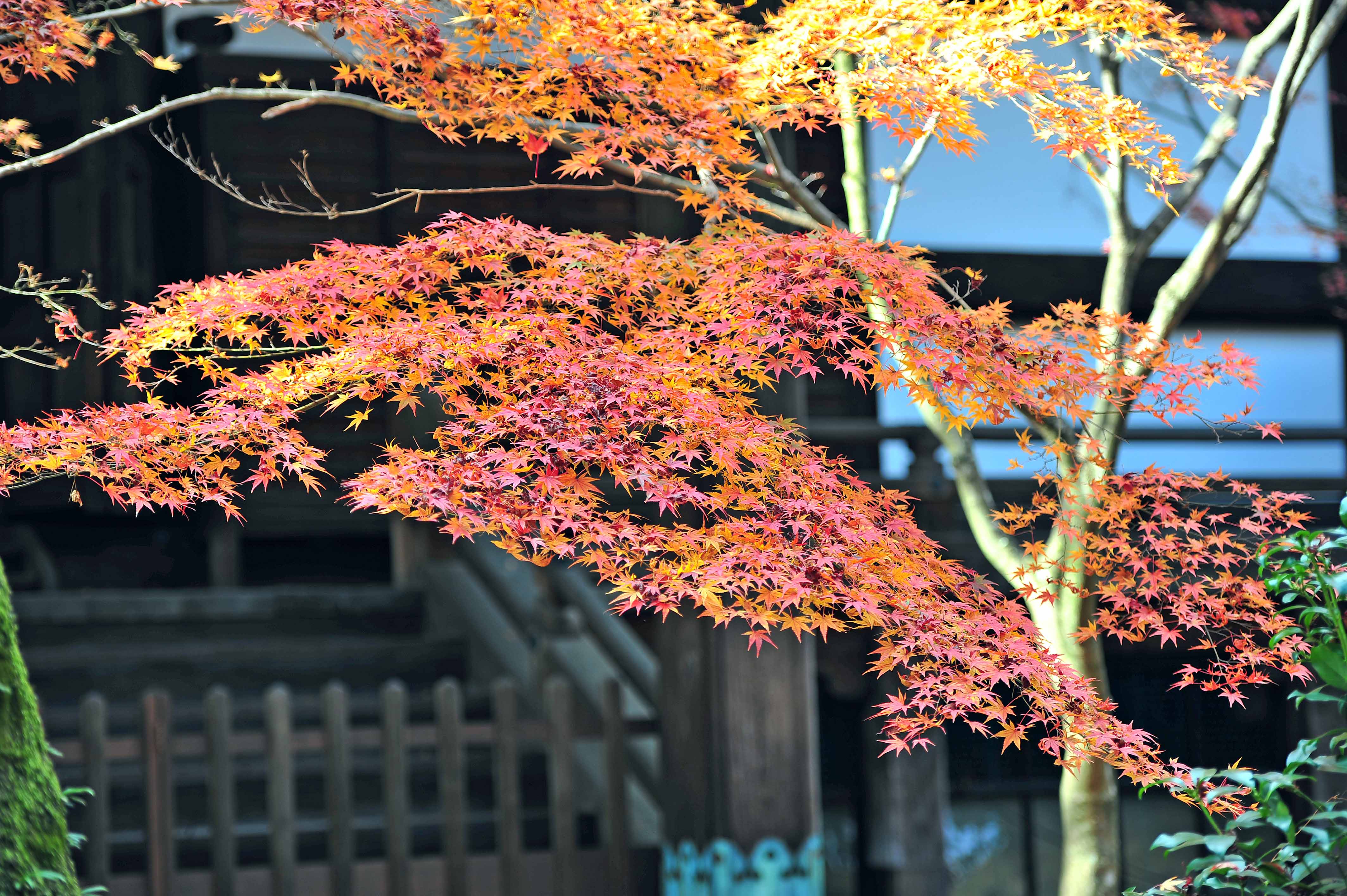 03 迎えもみじ