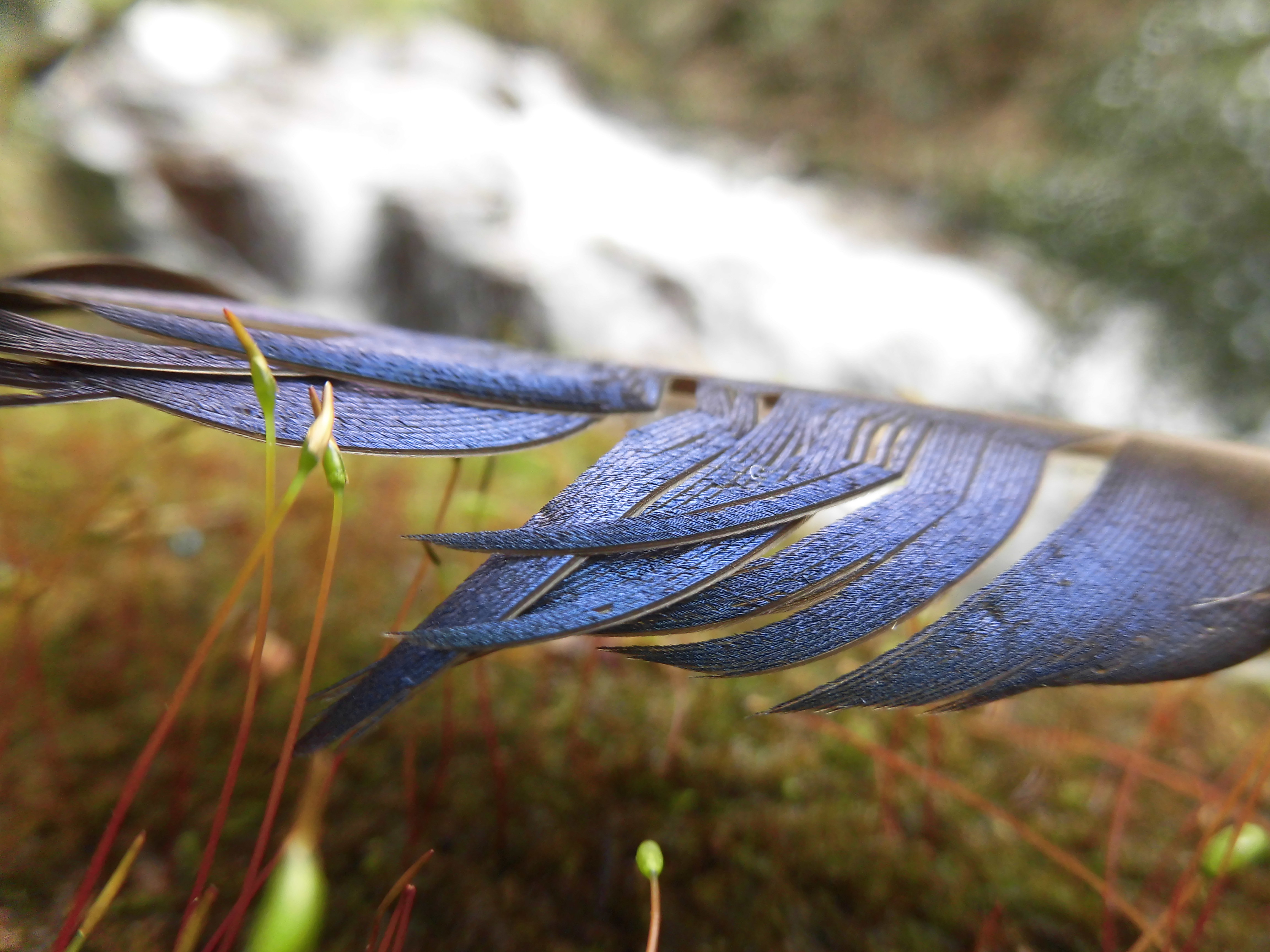 瑠璃鳥の羽根