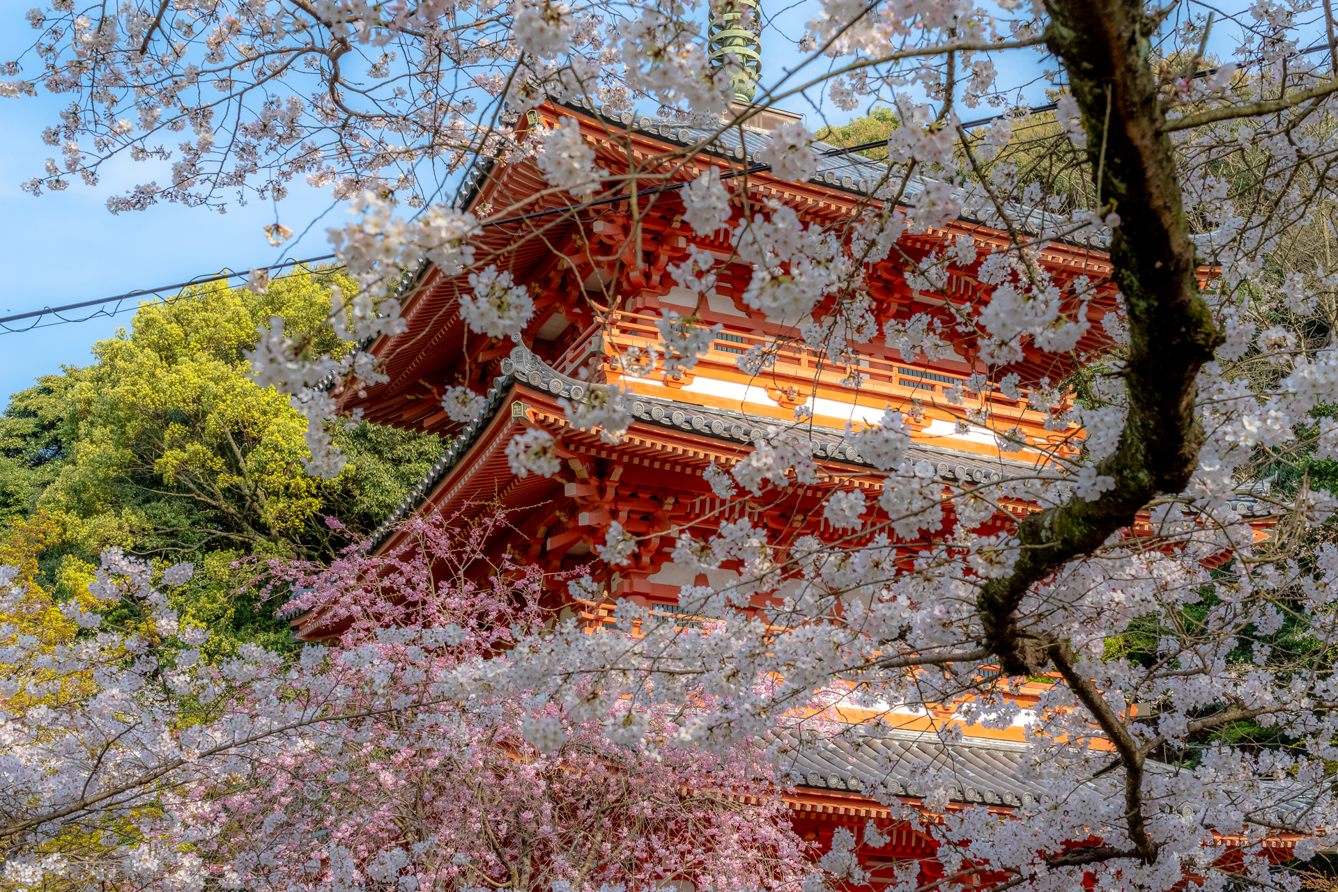 桜の便り